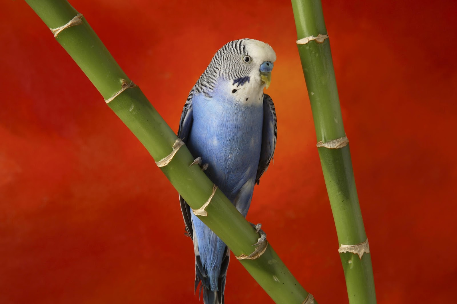 Parrot HD Wallpaper