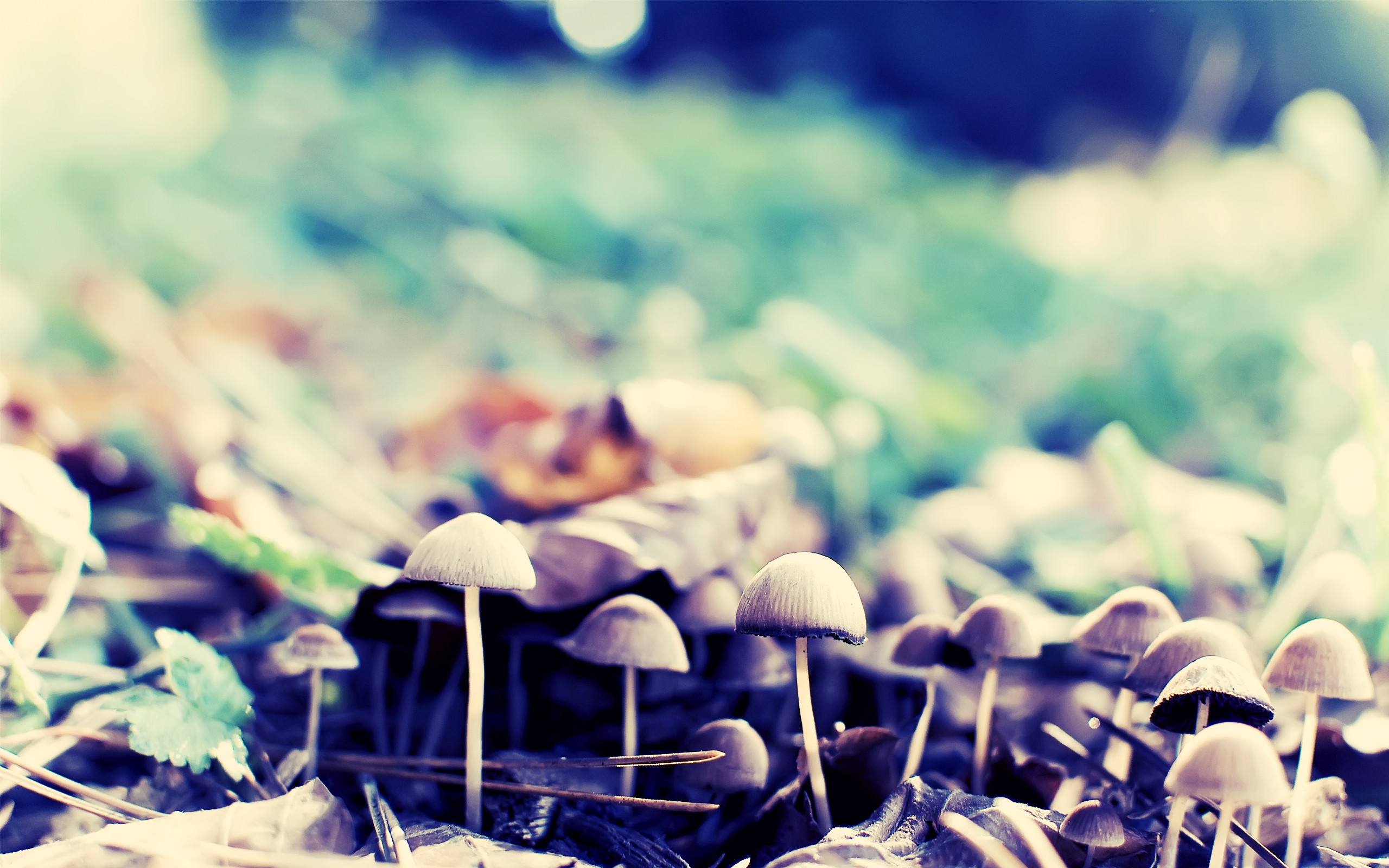 Forest Mushrooms wallpapers Forest Mushrooms stock photos