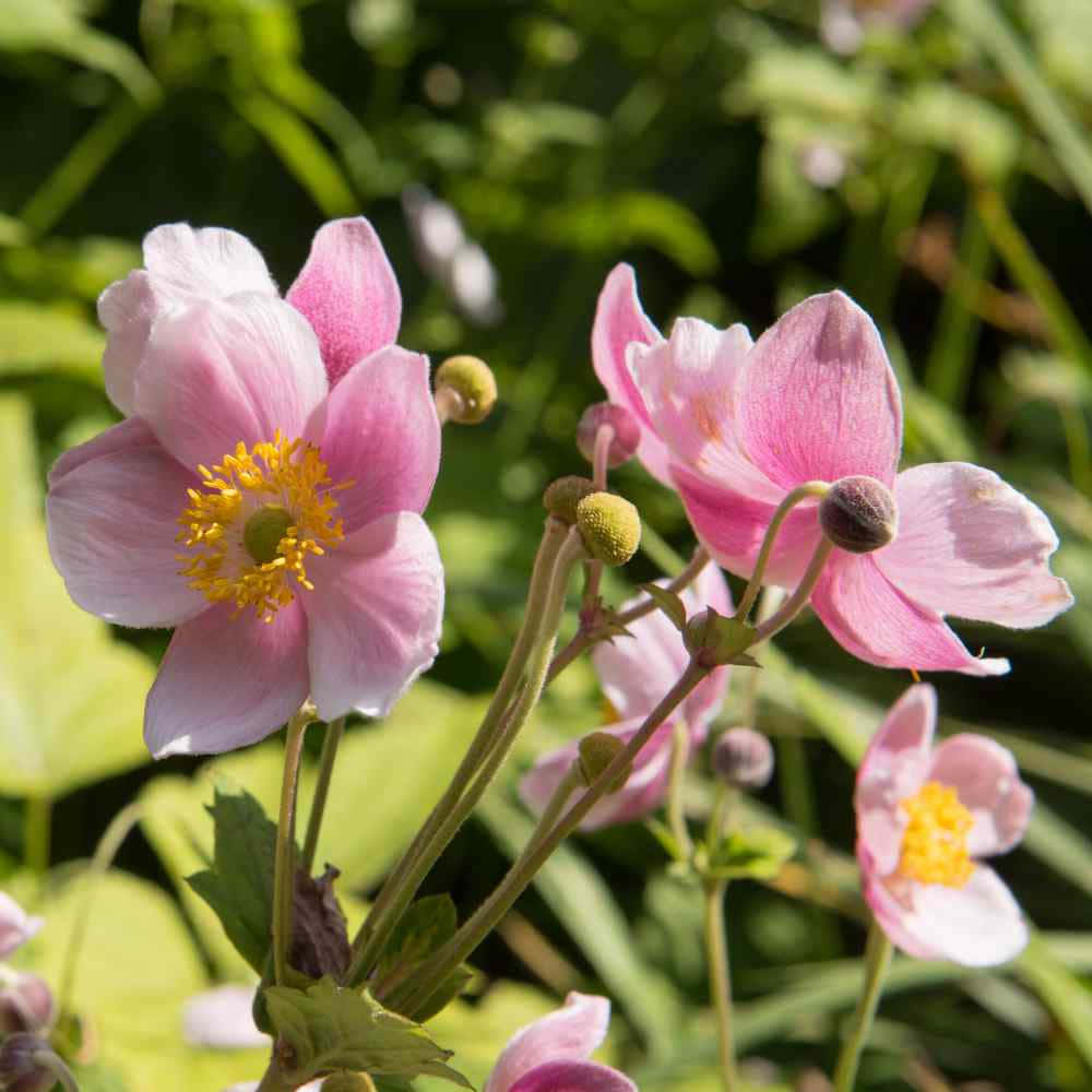 Anemone Flower Picture Wallpaper