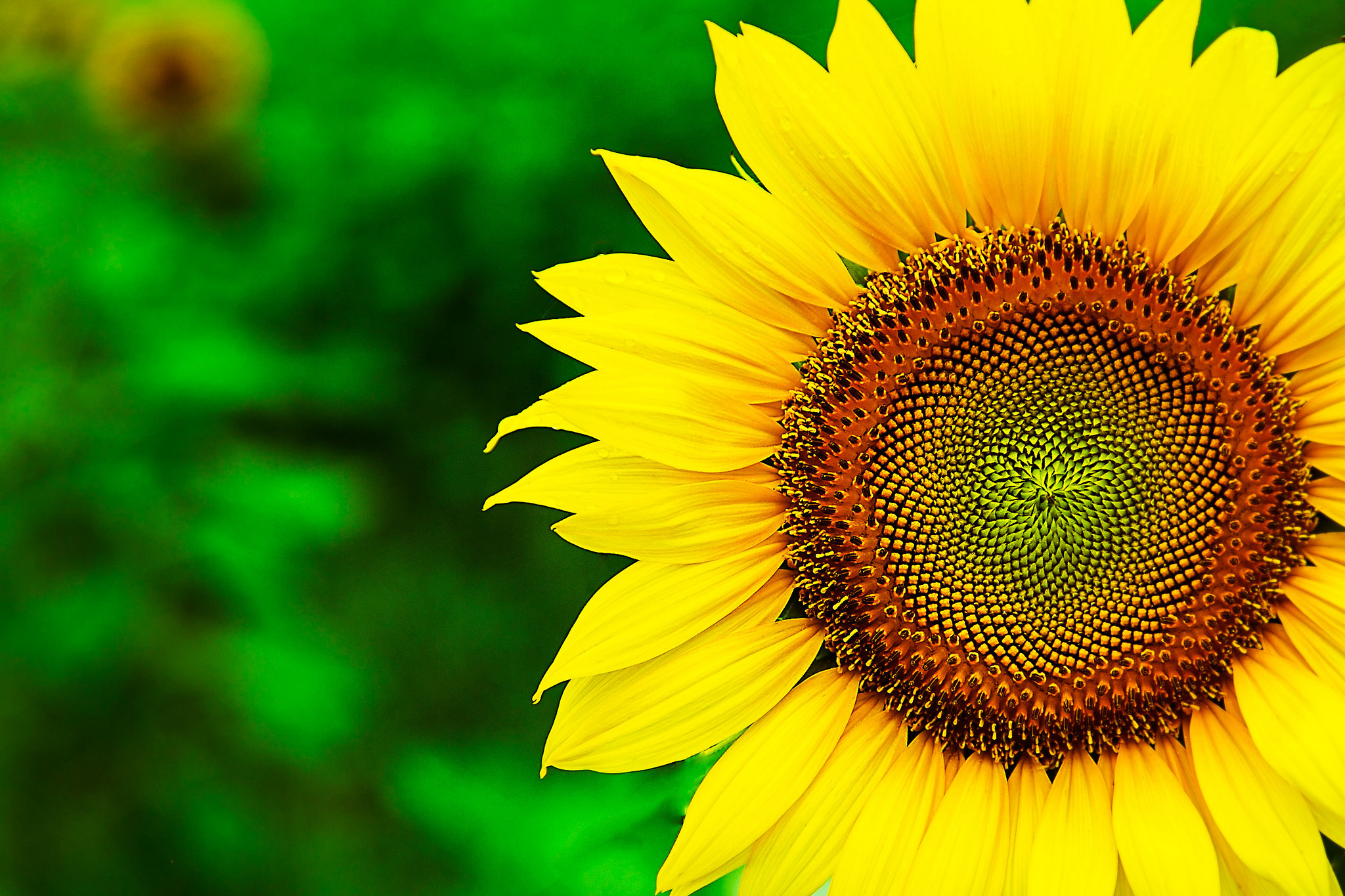 Sunflower Full HD Wallpaper And Background