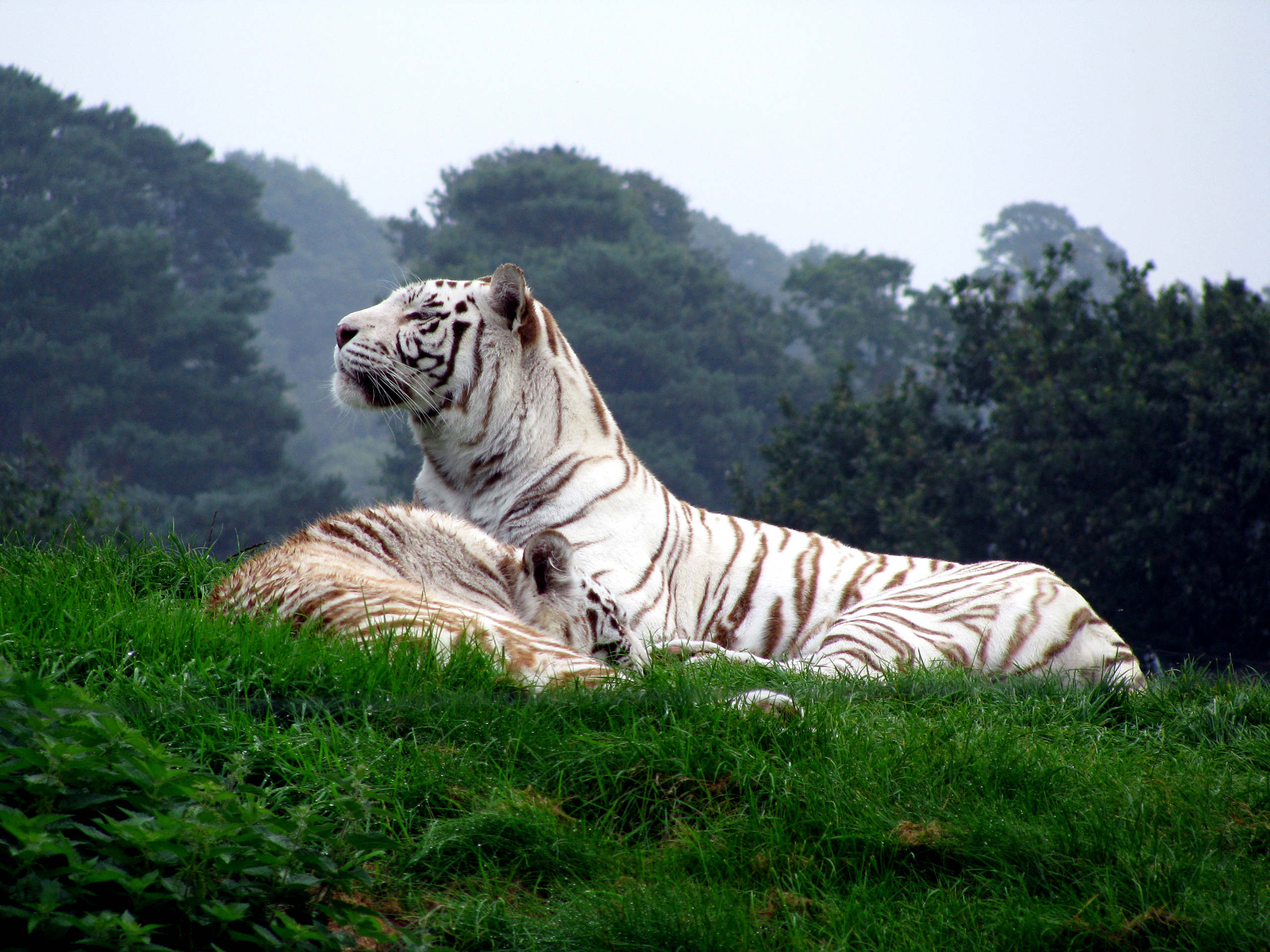White Tigers wallpapers White Tigers stock photos