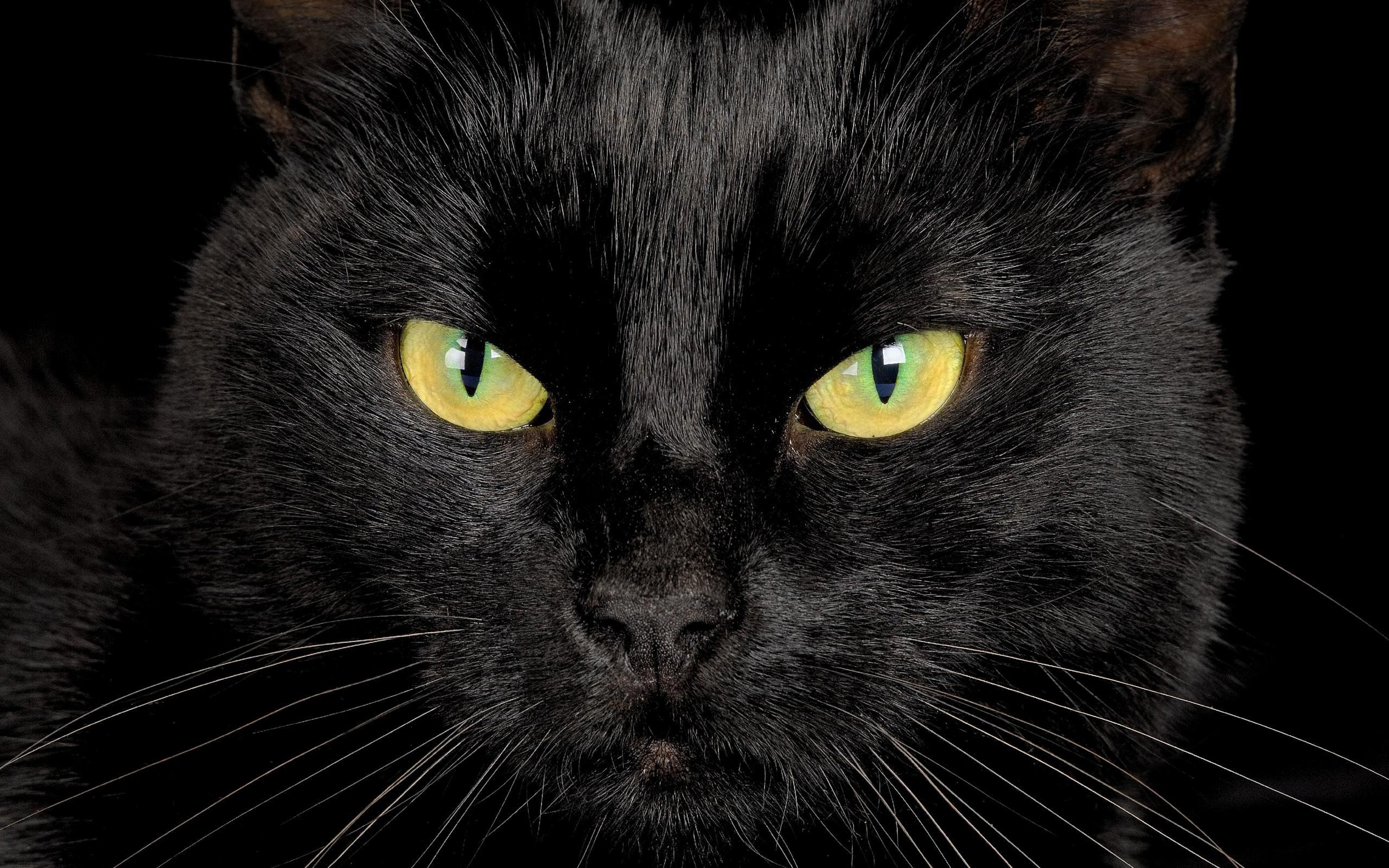 Serious black cat closeup wallpapers and images   wallpapers pictures