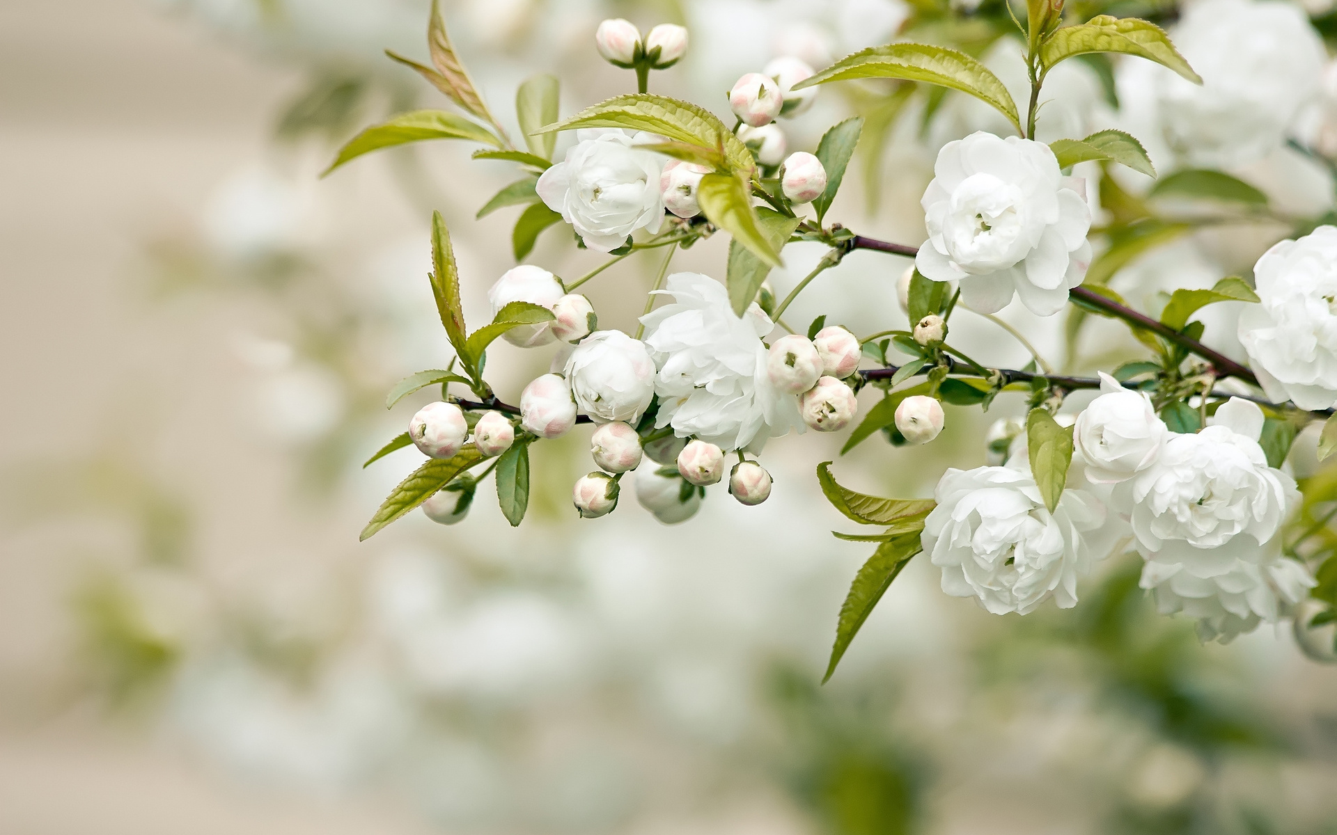 White Flowers Wallpaper