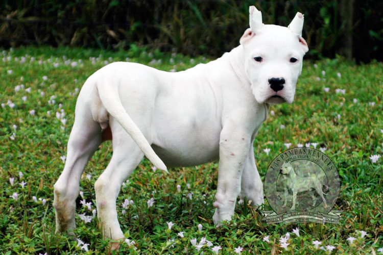 Picture Of Dog Argentine Dogo Breeds