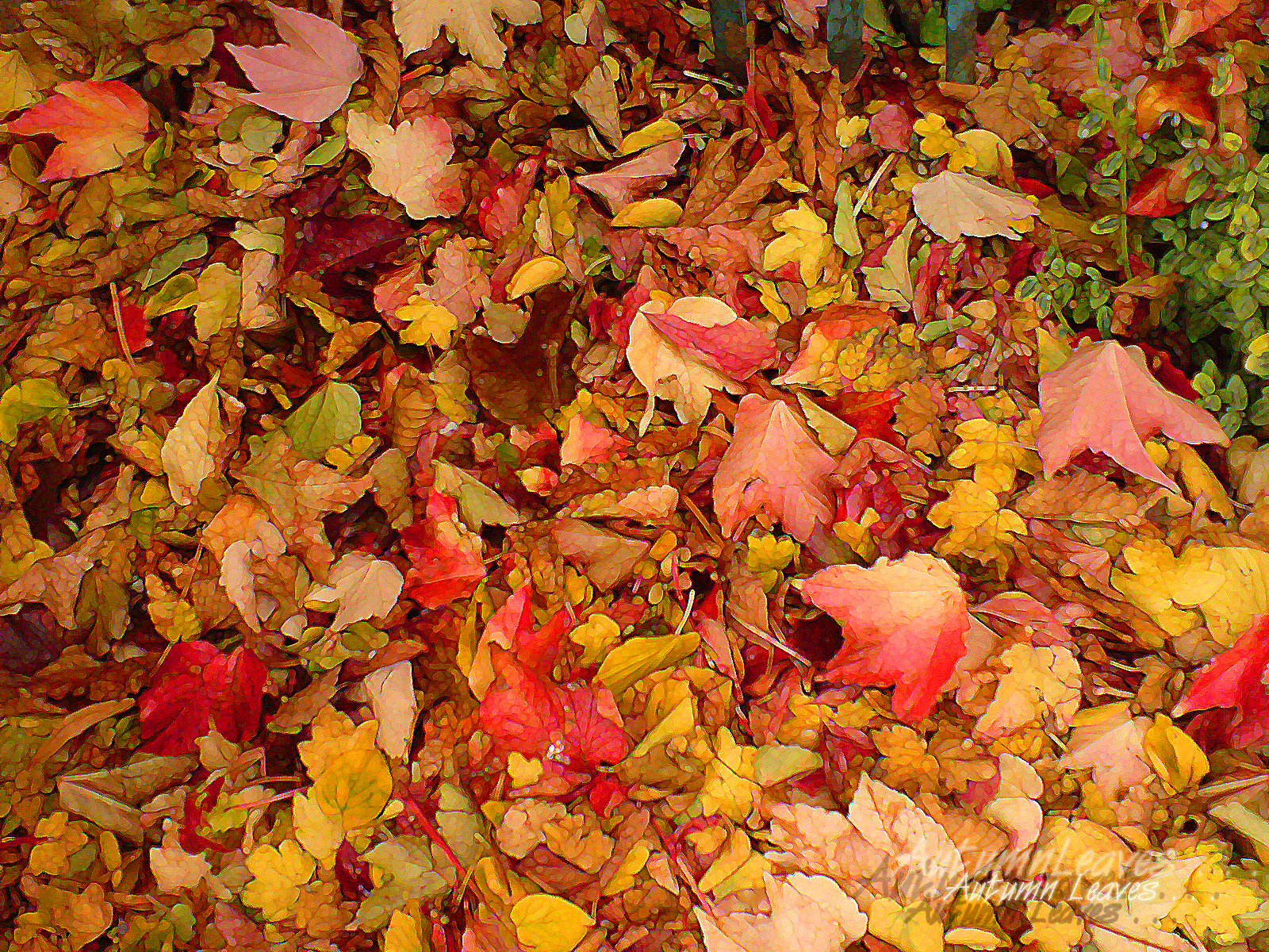 Autumn Leaves Background Wallpaper Fall leaf pattern wallpaper