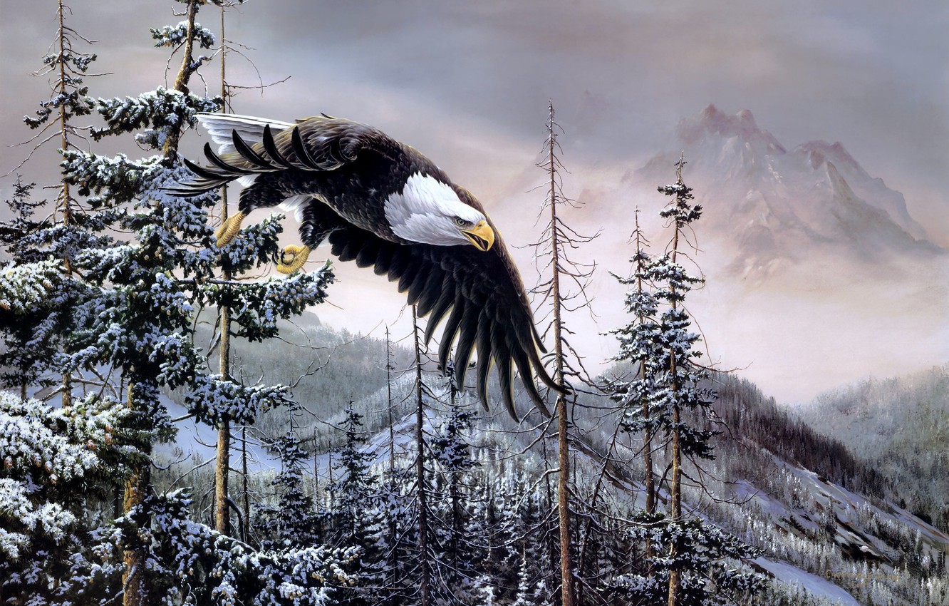 Wallpaper Winter Forest Mountains Birds Eagle Spruce
