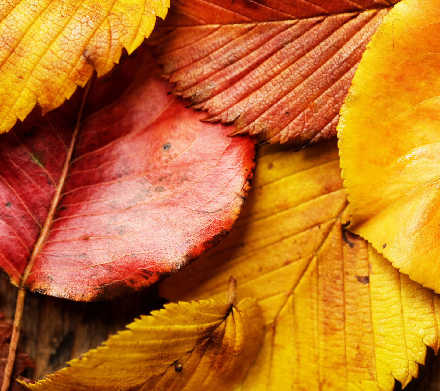 Red Autumn Leaves Wallpapers hd