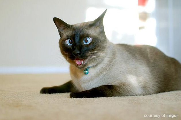 Derpy Cats Image Pictures Becuo