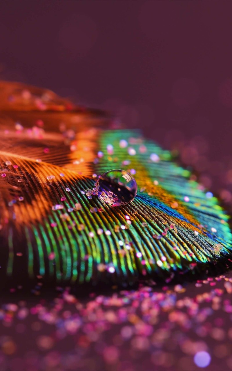 Colorful Feather HD Wallpaper For Kindle Fire HDwallpaper