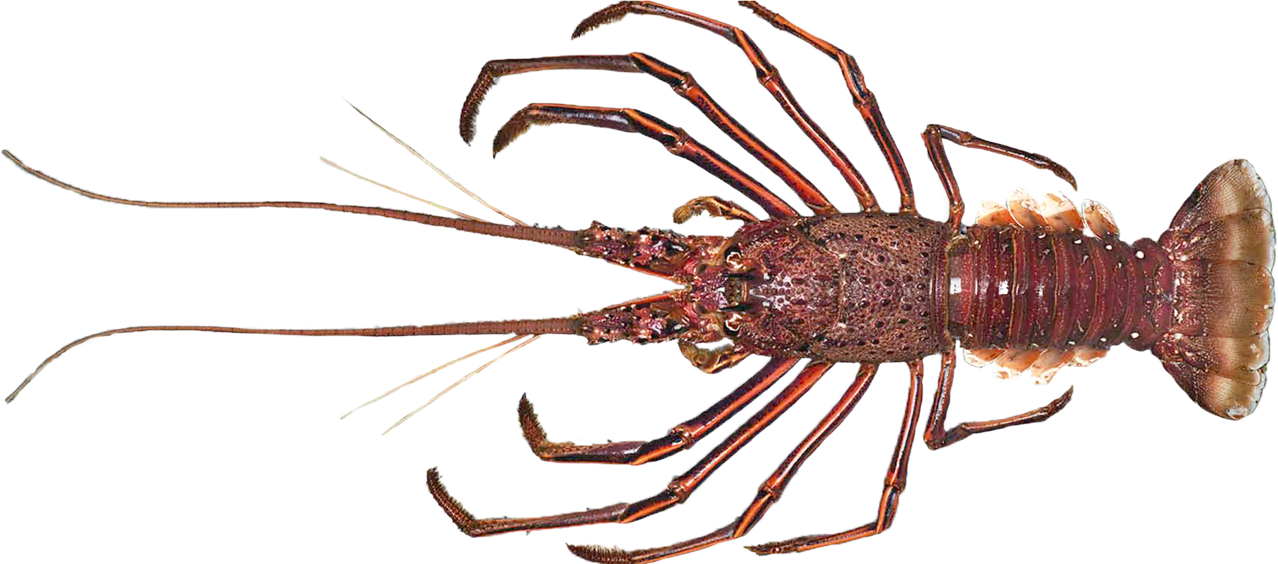 Lobster Png Image Wallpaper