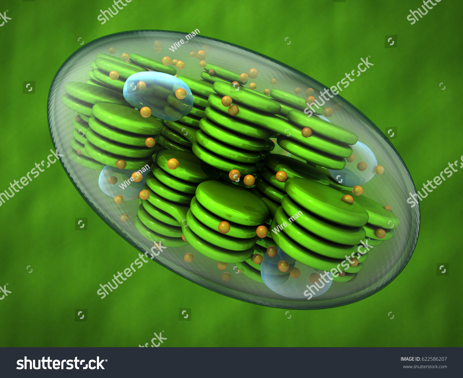 Тилакоиды цианобактерий
