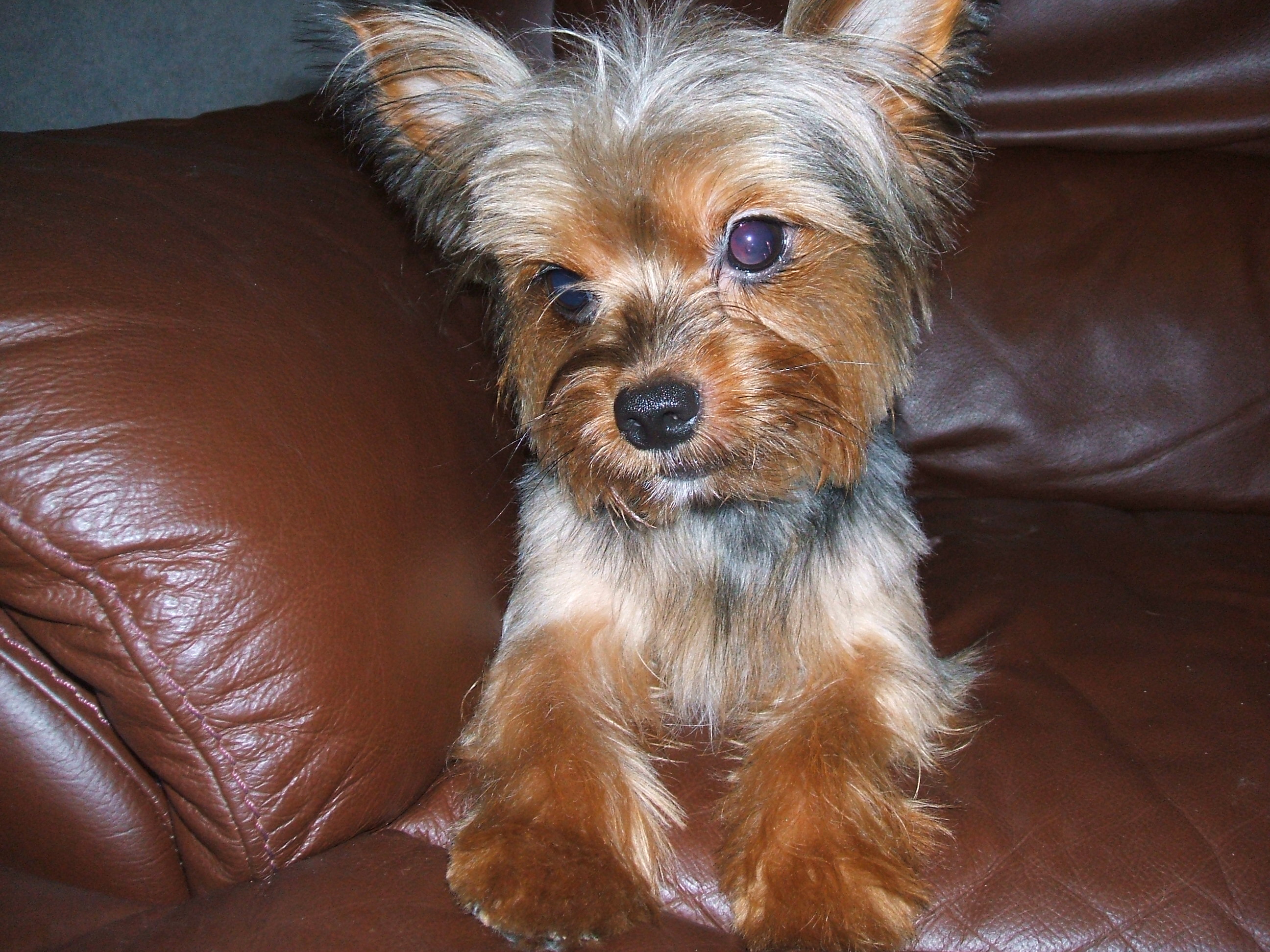 Photo And Wallpaper Beautiful Yorkshire Terrier On The Couch Pictures