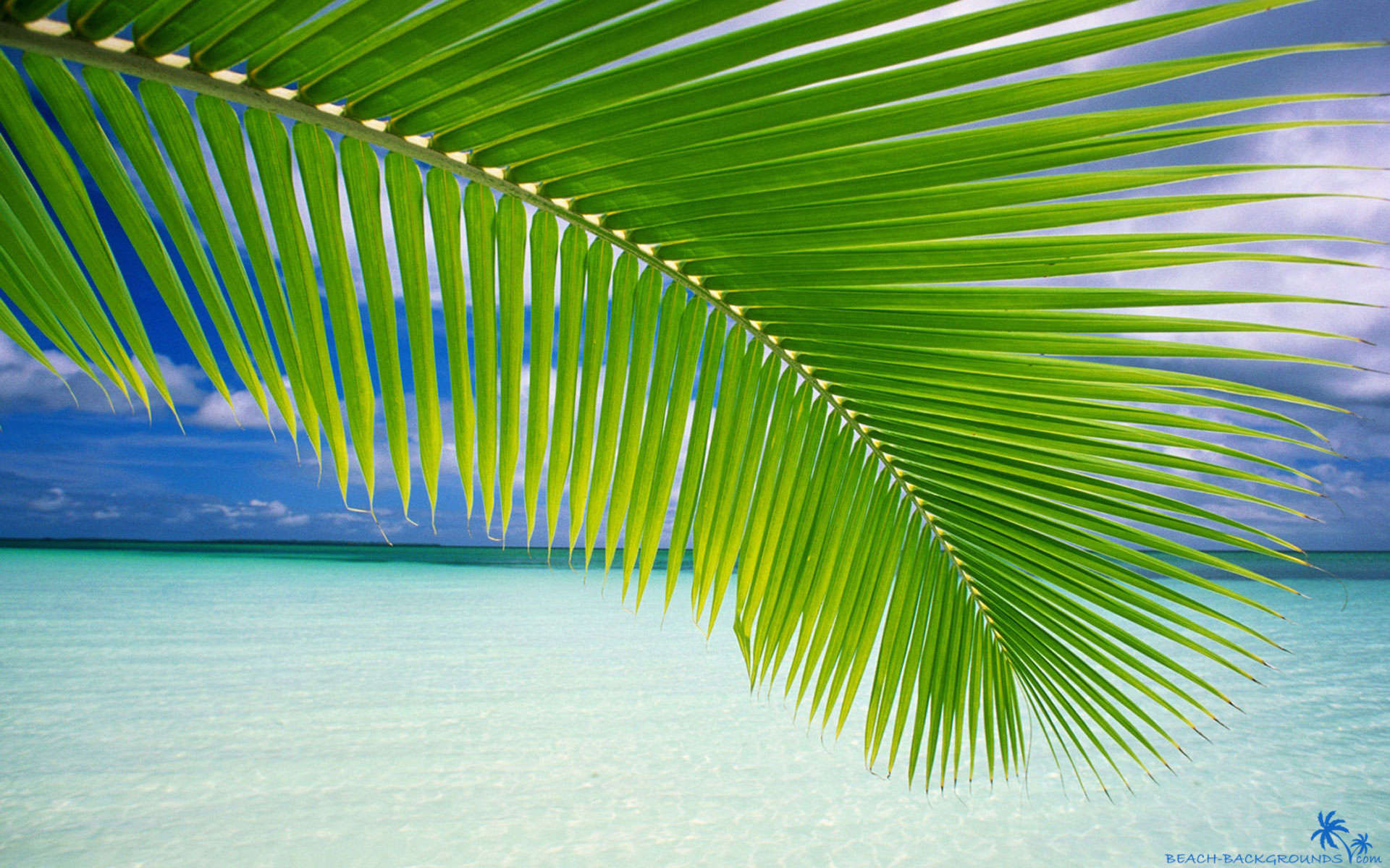 Palm Tree HD Wallpaper Amb