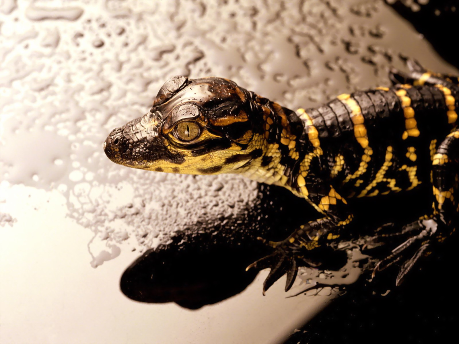 Funny Reptiles Wallpaper For Desktop Animal