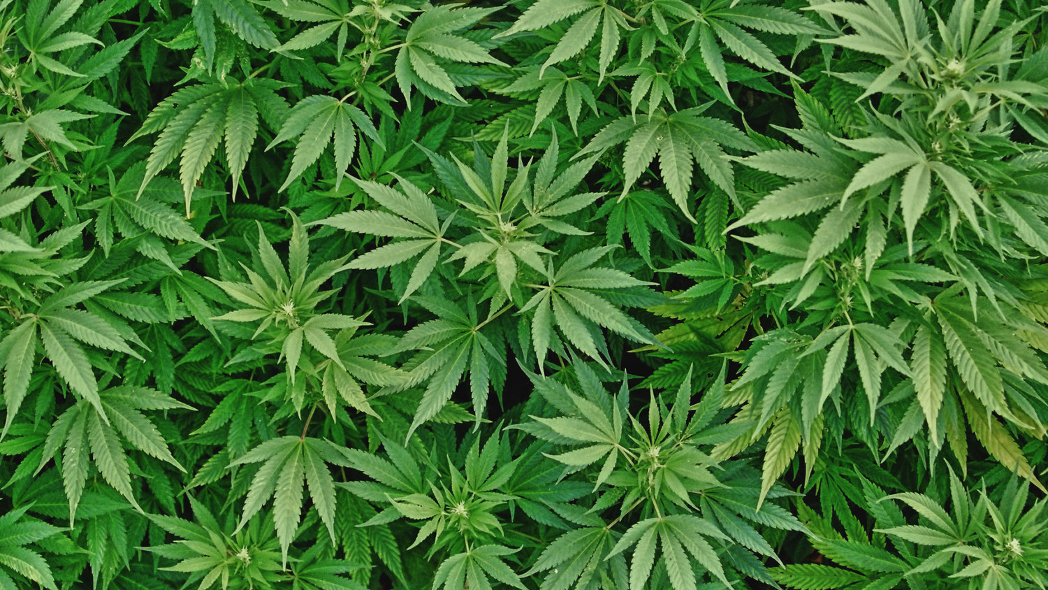 Medical Marijuana Cannabis Higher Leaf