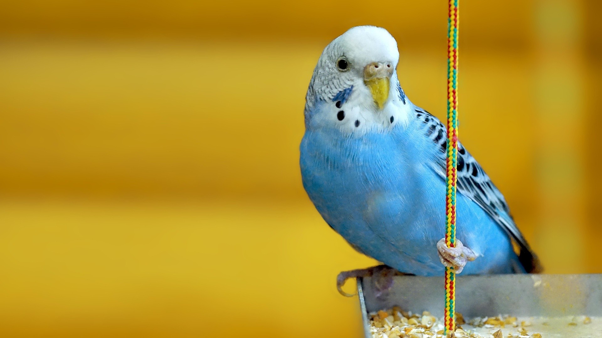 animals Parakeets Birds Yellow Background Wallpapers HD 1920x1080
