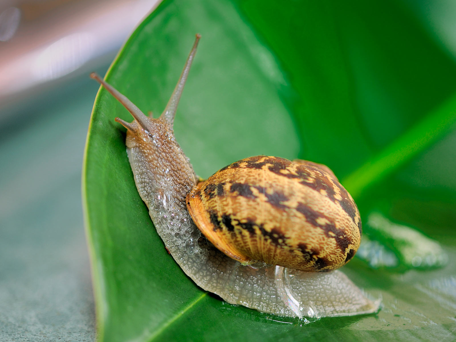 Snails Wallpaper
