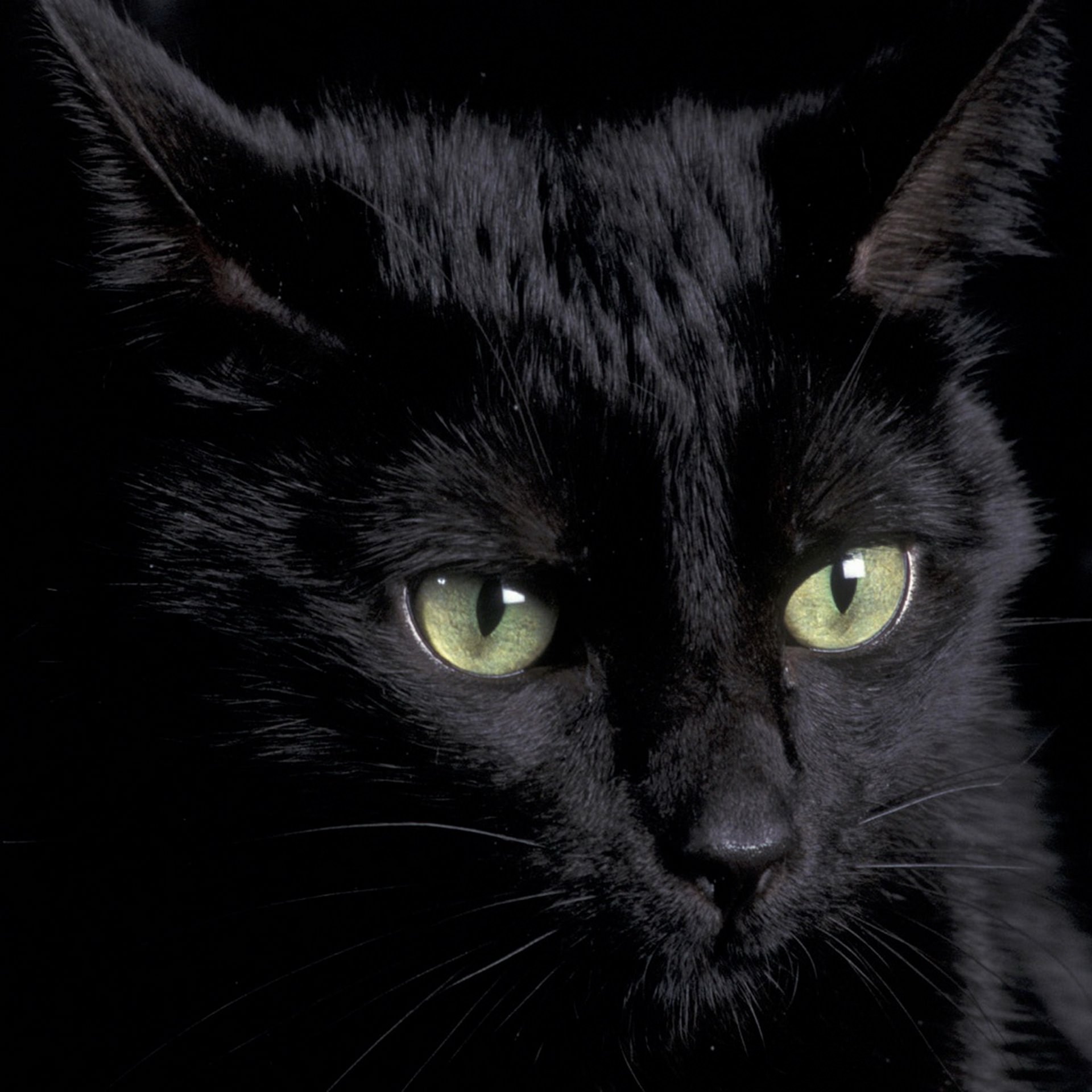 49 Black Cat Wallpaper For Android On Wallpapersafari