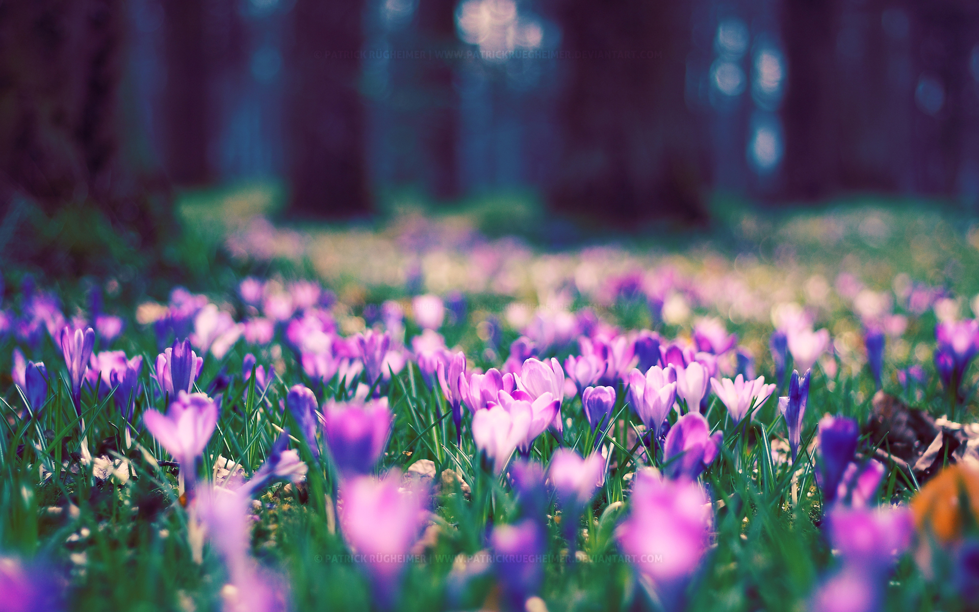 Spring Flower Park Wallpapers HD Wallpapers