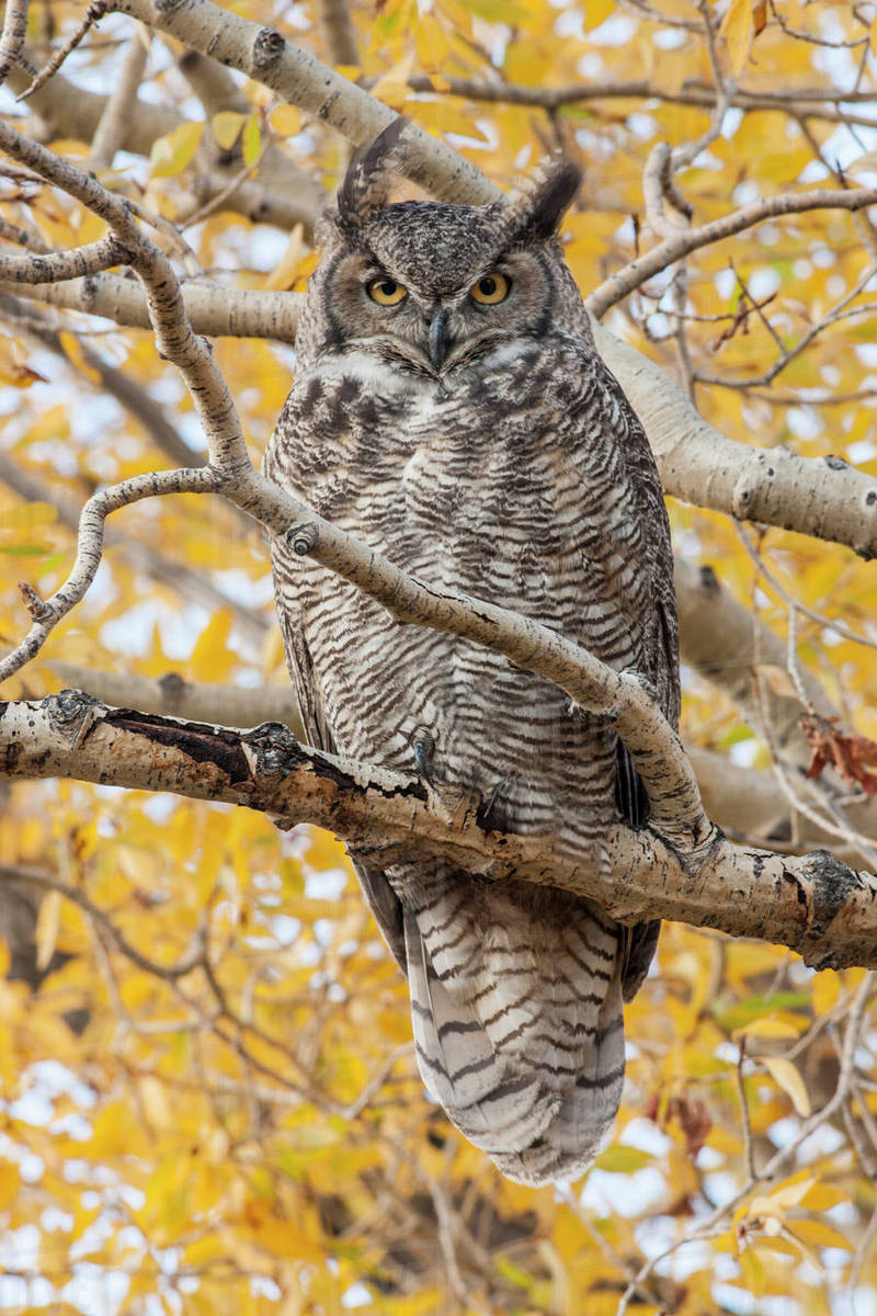 Usa Wyoming Great Horned Owl Roosting In Cottonwood With