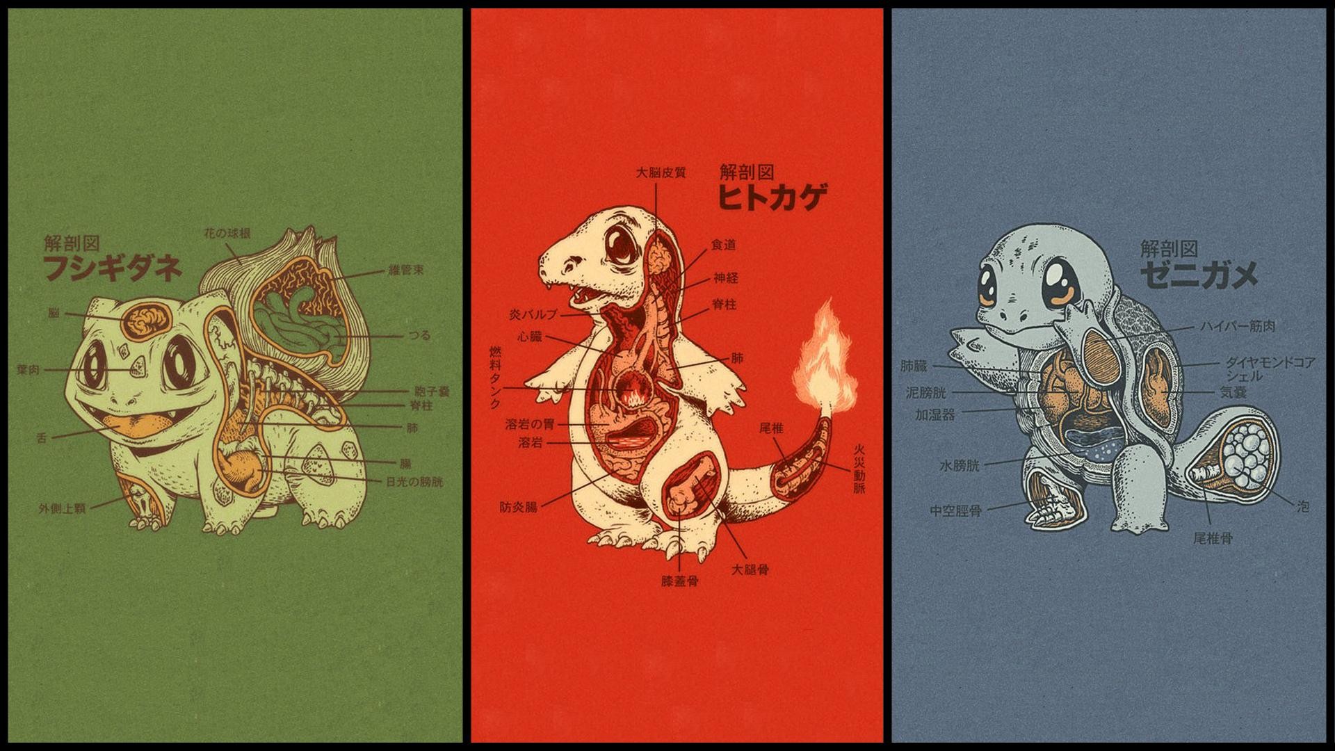 Anatomy Of Pokemon Wallpaper Hd