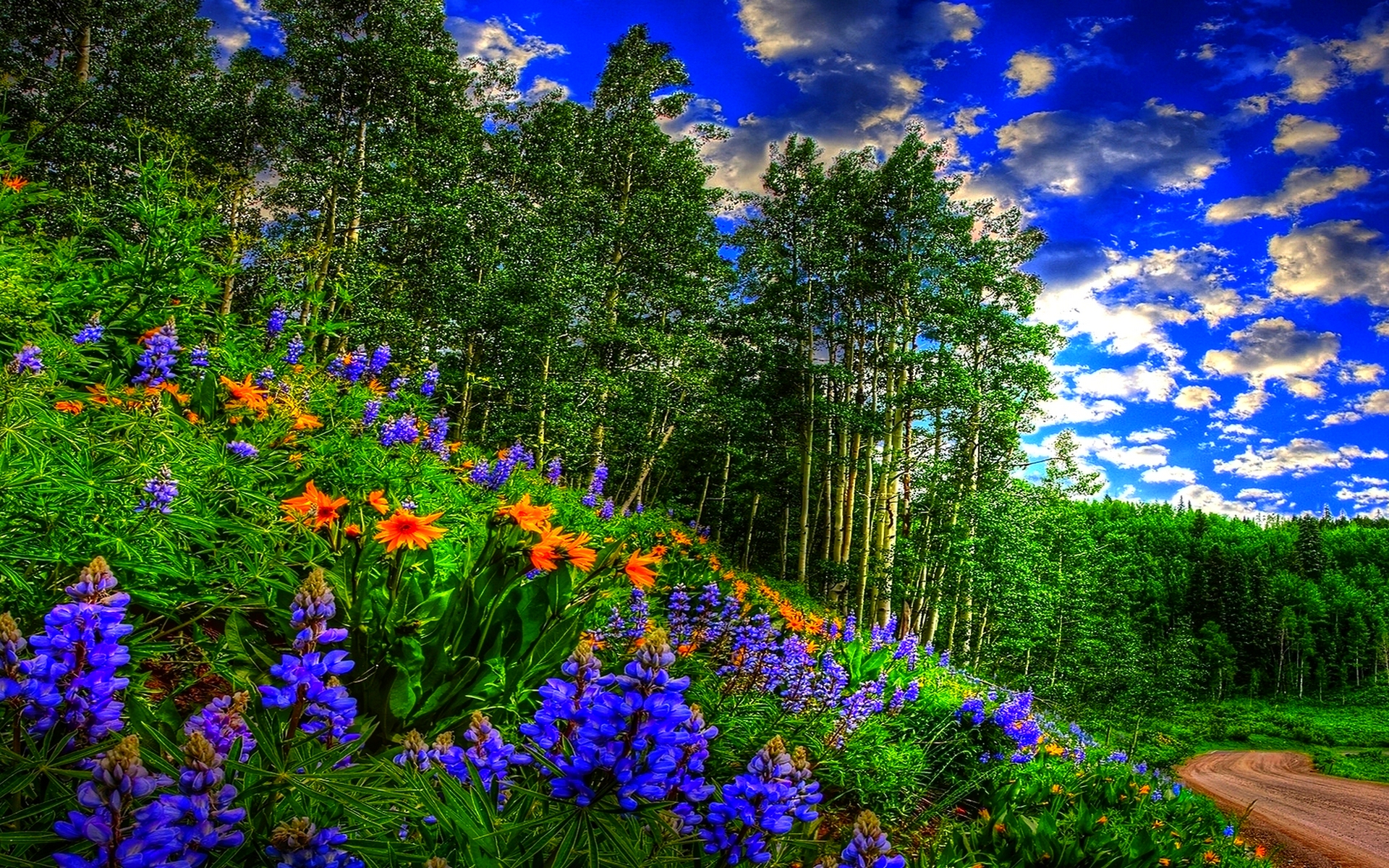 File Name Wallpaper For Spring Forest Resolution