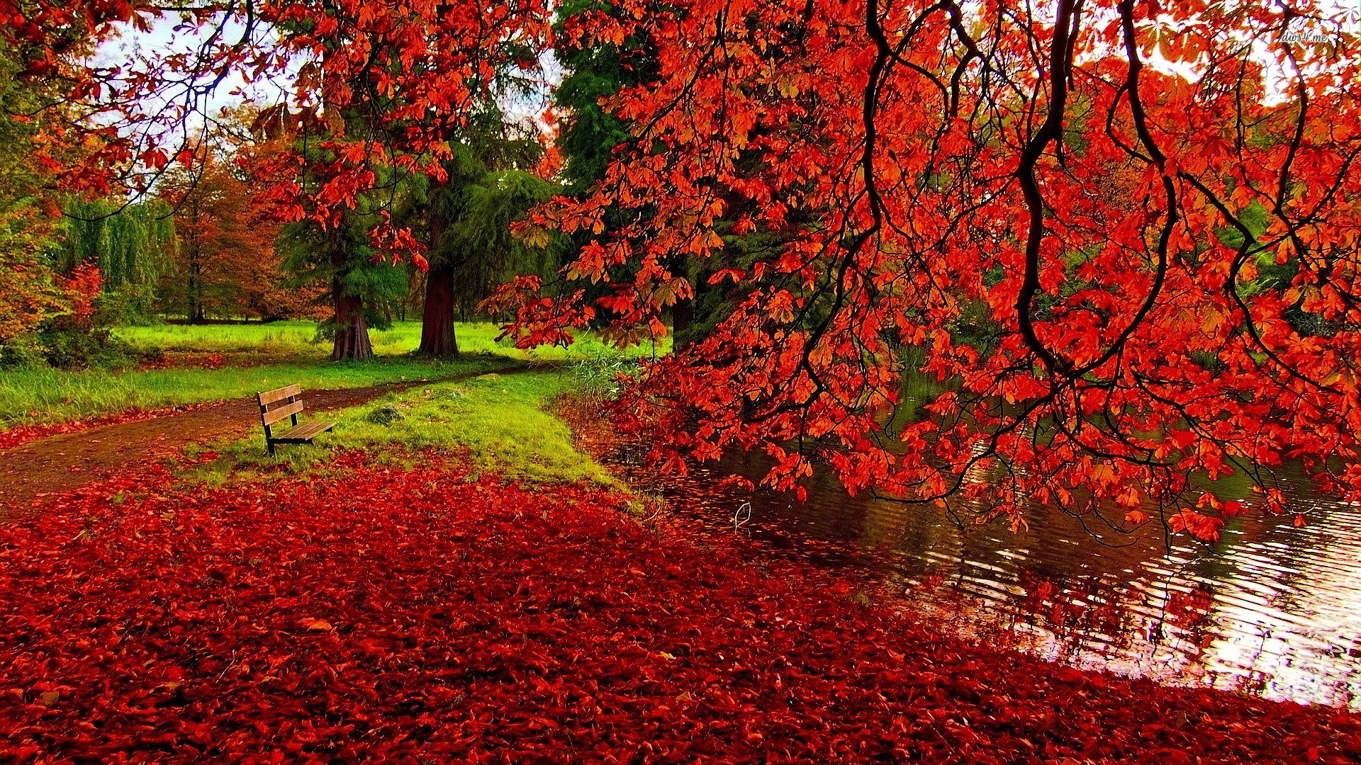 Fallen Red Leaves Wallpaper