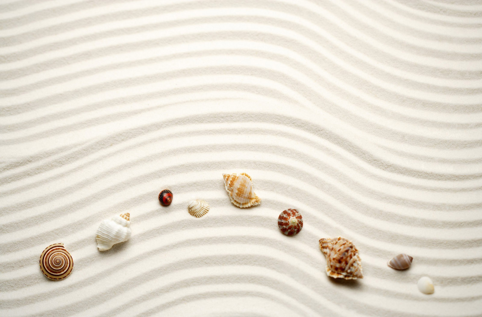Beach Sand Sea Shell Wallpaper