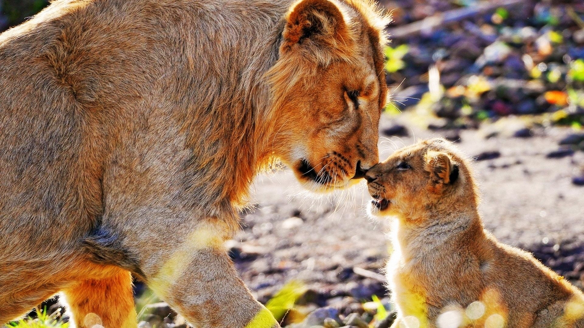 African Animals Wallpaper HD