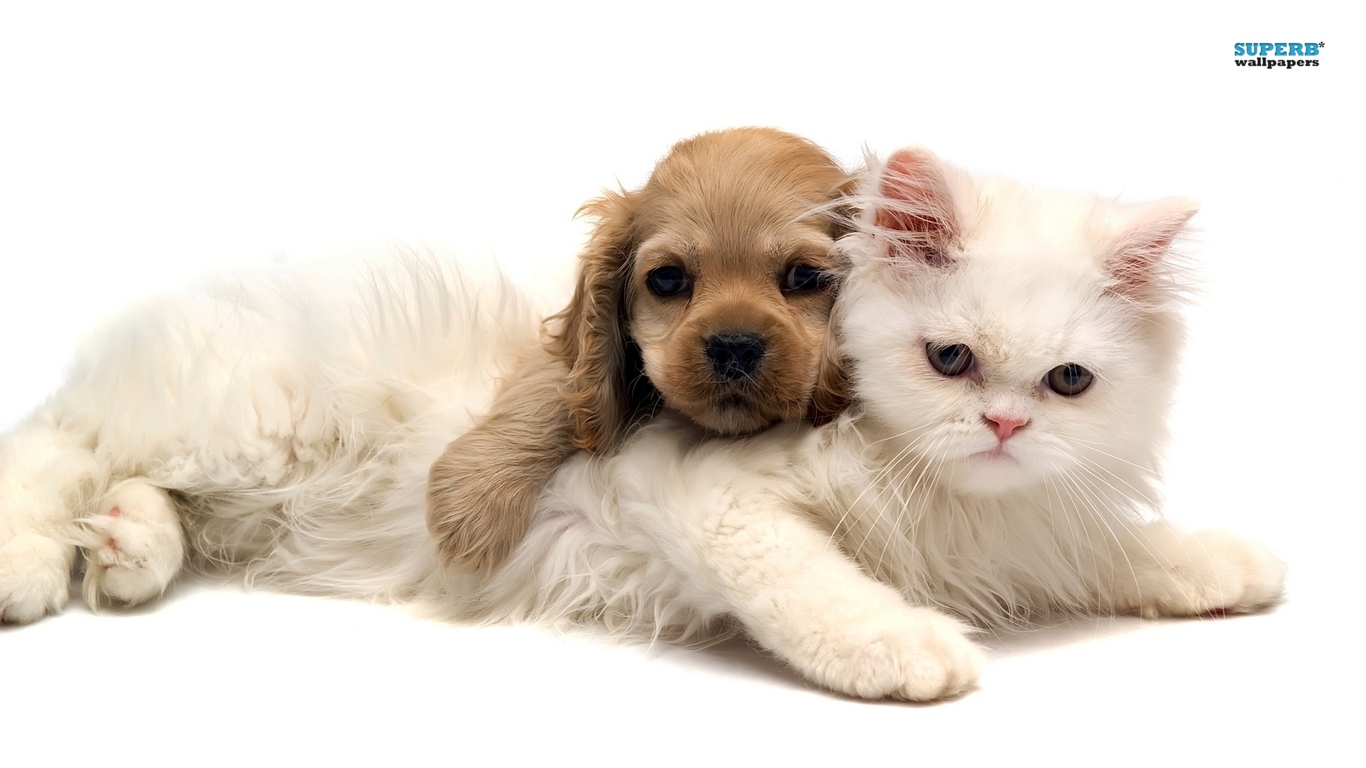 Puppies Kittens Puppy And Kitten Animal Image Description