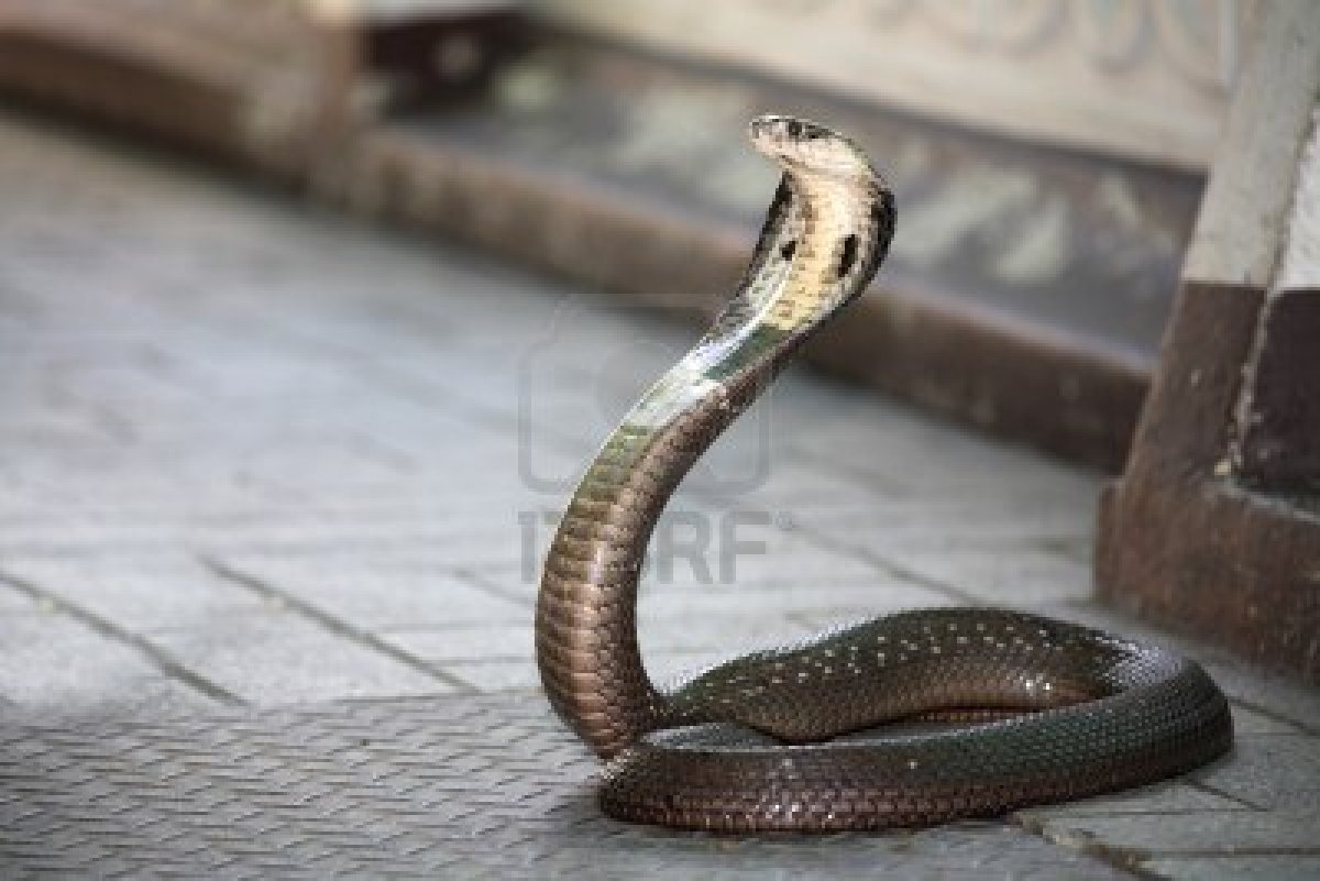 Snake Pictures King Cobra HD Wallpaper In Animals Imageci