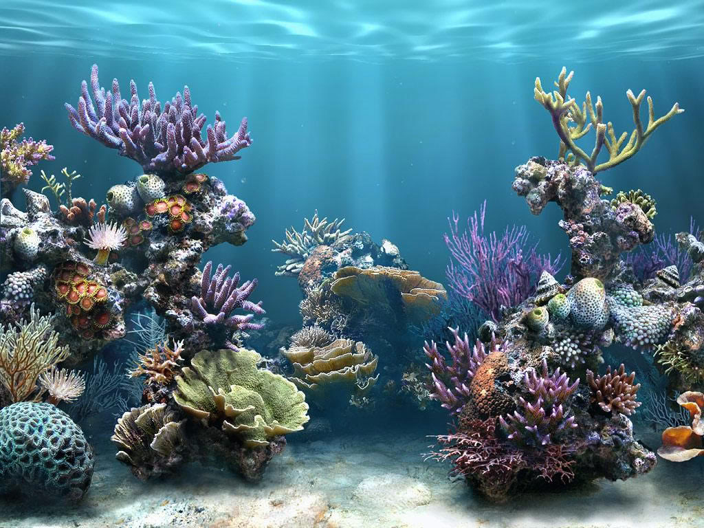 3d Aquarium Wallpaper Desktop Background