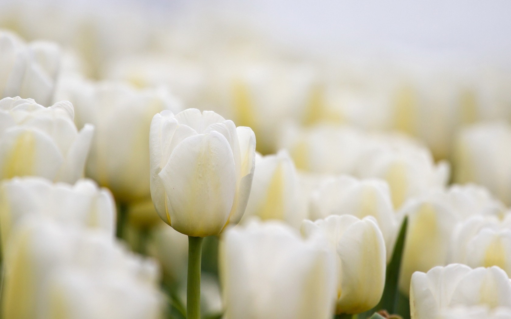 White Tulip Flowers Image And Wallpaper