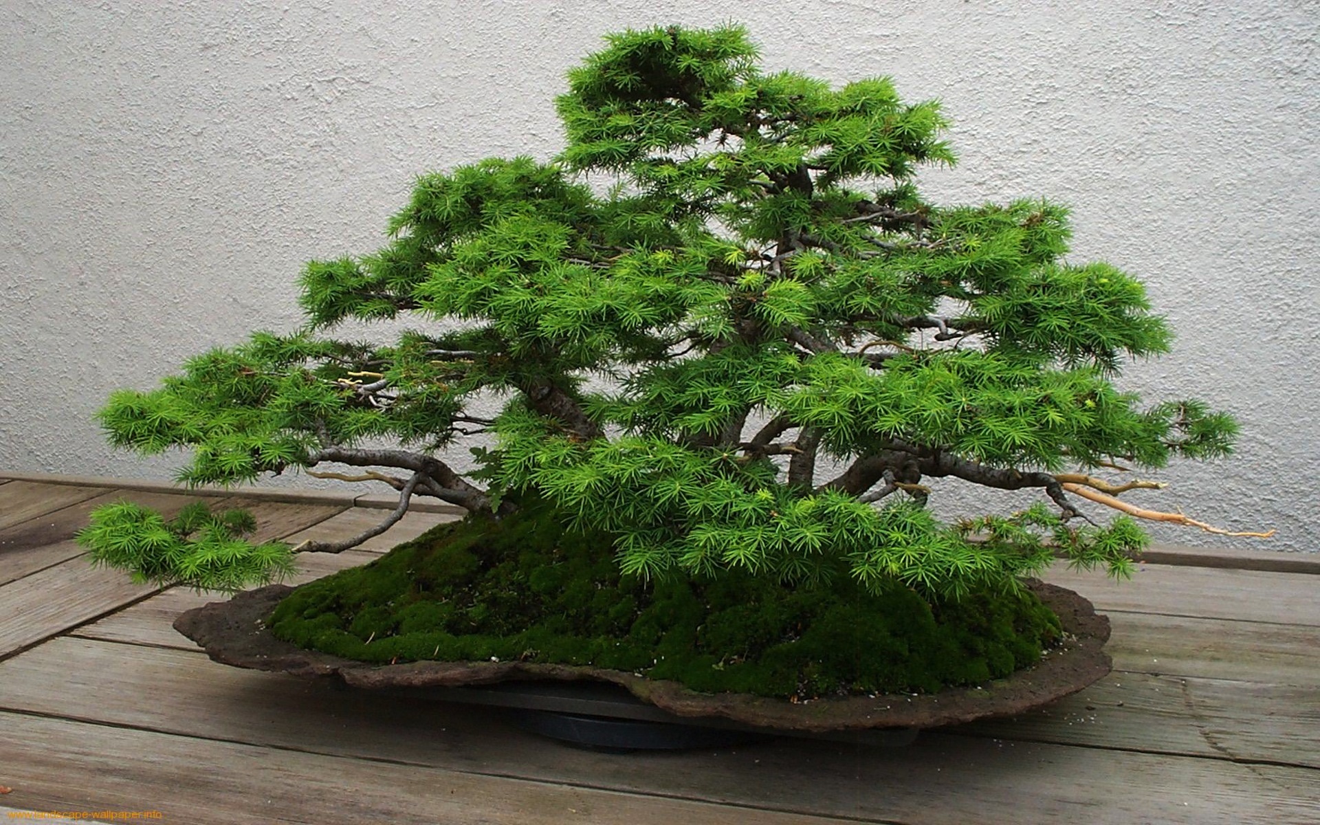 Cây trắc bách diệp bonsai đủ các dáng thế giá bán ý nghĩa cách chăm sóc