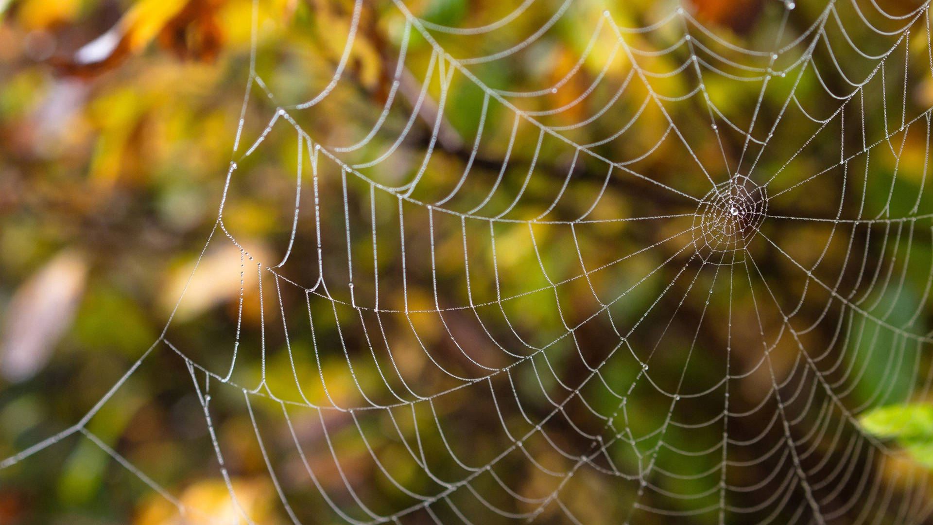 Spider web 28 Insect wallpaper HD wallpaper Background wallpaper