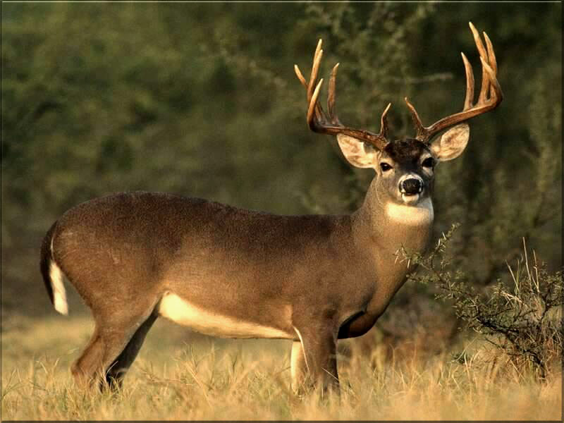 Mule Deer Wallpaper Background