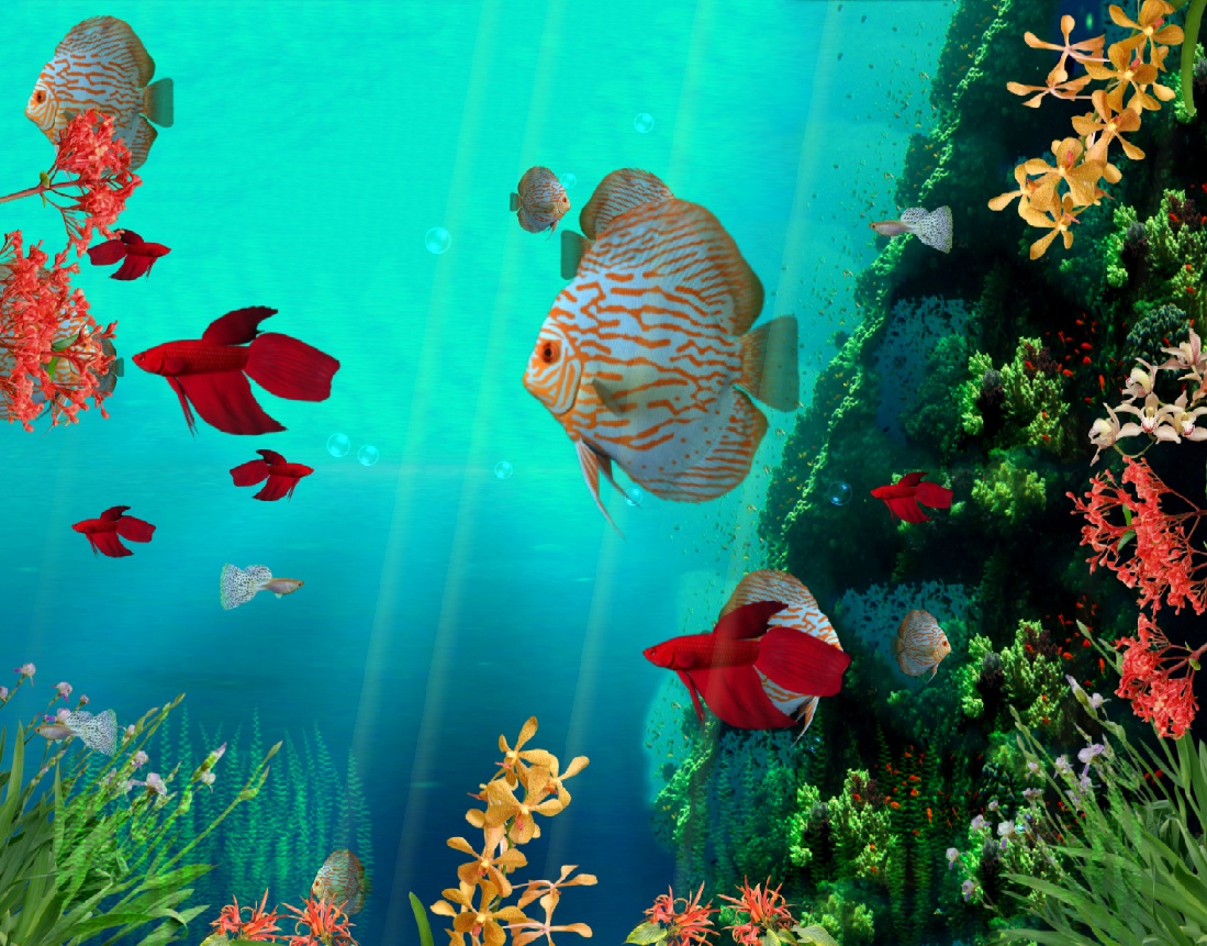 Coral Reef Aquarium 3d Animated Wallpape