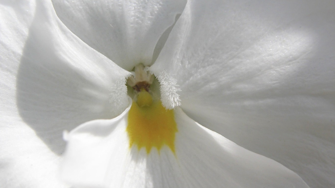 Pics Photos White Orchid Wallpaper