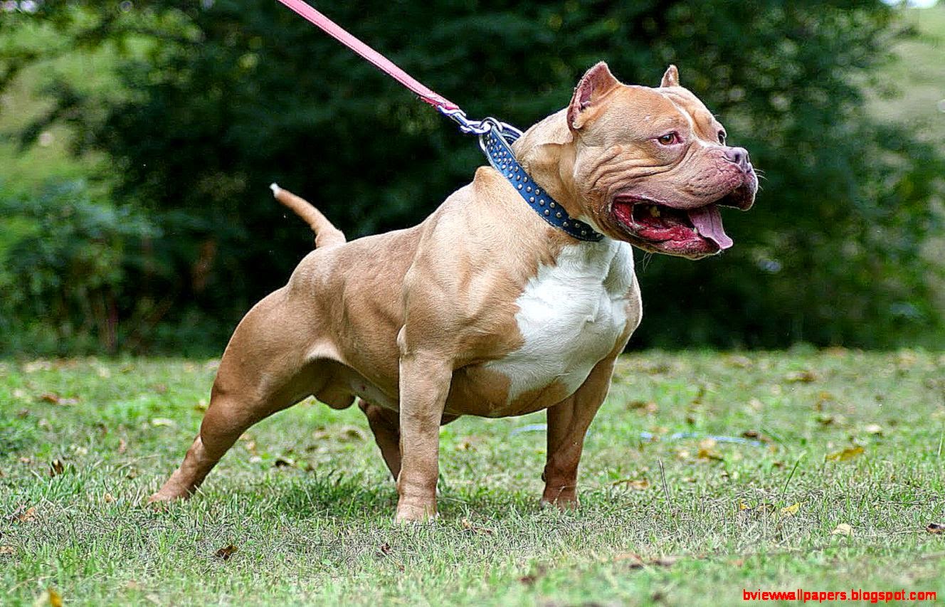 American Pitbull Dog Widescreen Wallpaper Of High