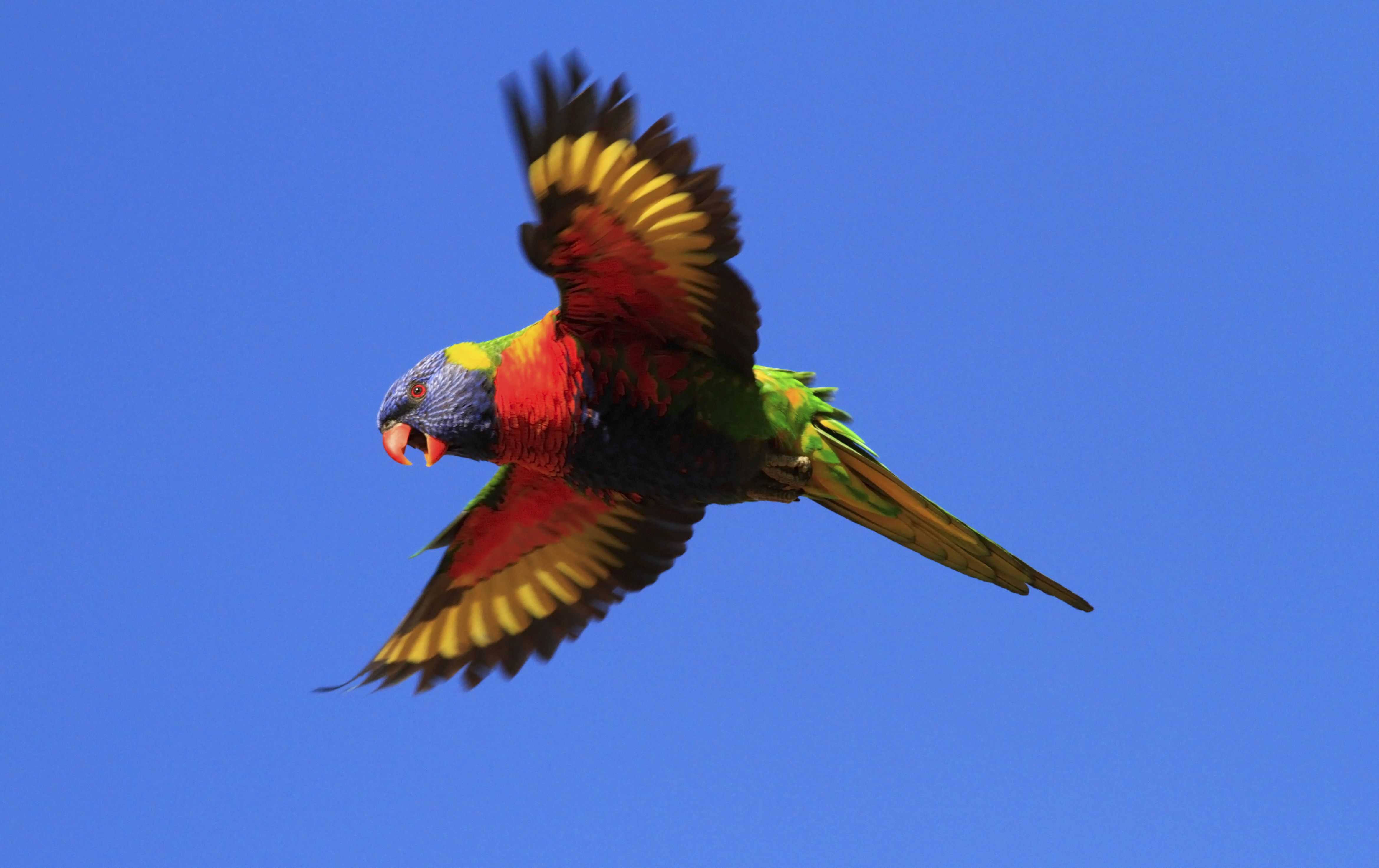Rainbow Lorikeet Computer Wallpaper Desktop Background Bird
