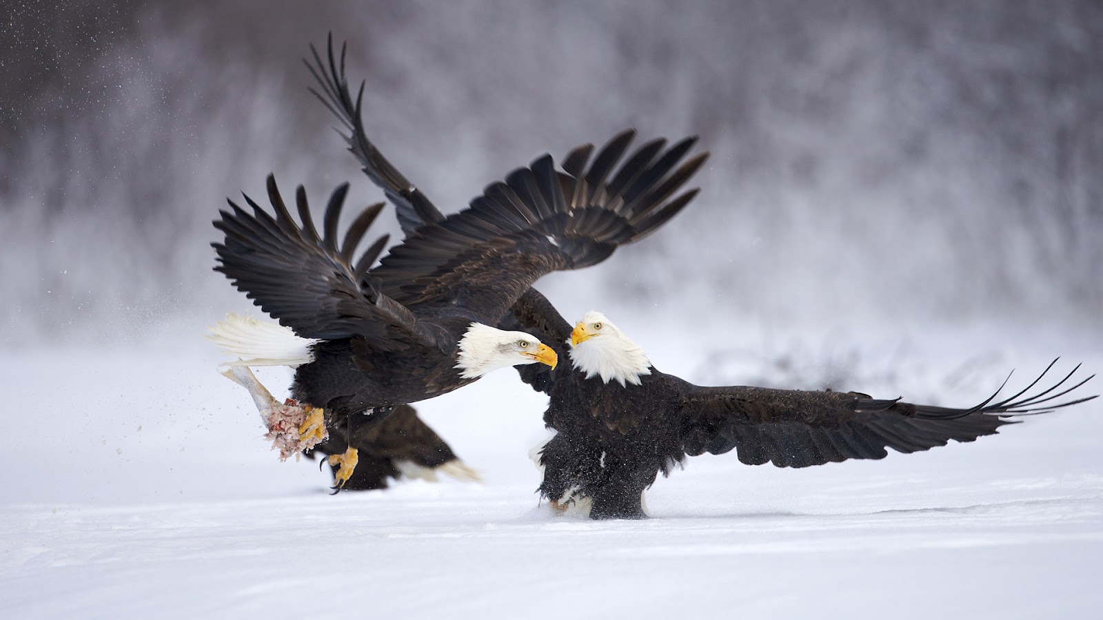 two figting eagles in the snow hd animal wallpaper eaglesjpg 1600x900