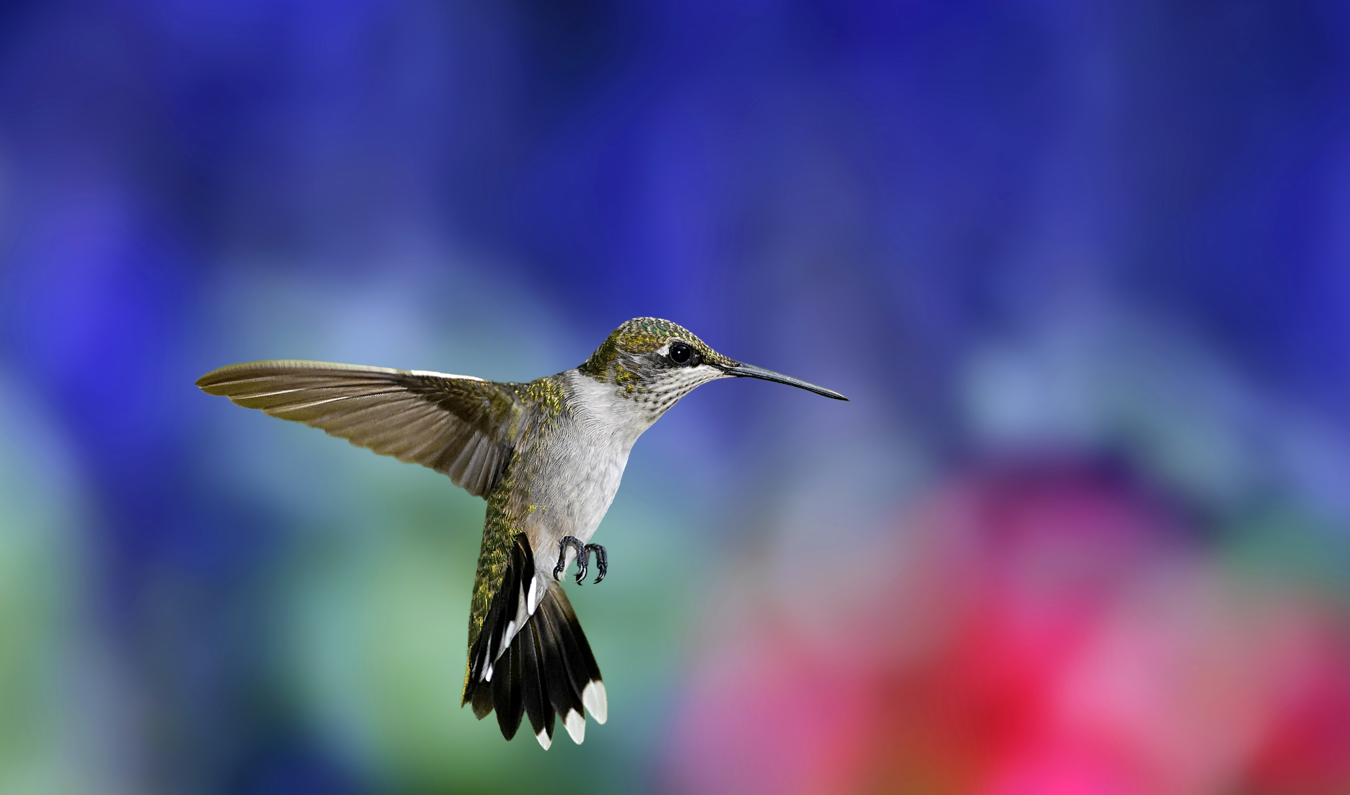 Hummingbird Bird Flight Wings Flap Colorful Background