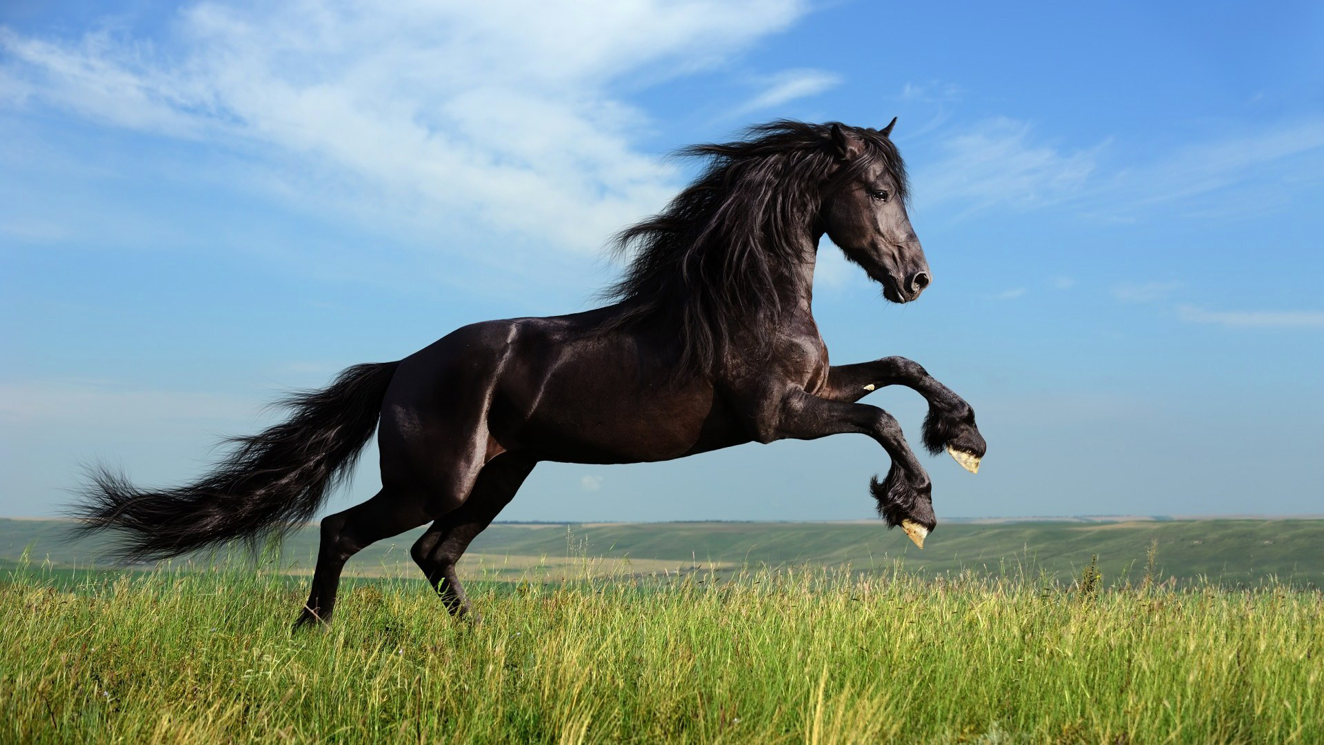 Black Horse Wallpaper Gallery Yopriceville High Quality