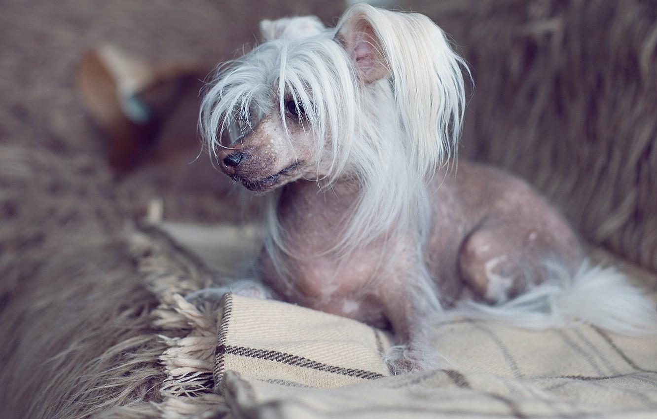 Wallpaper dog lies Chinese crested images for desktop section