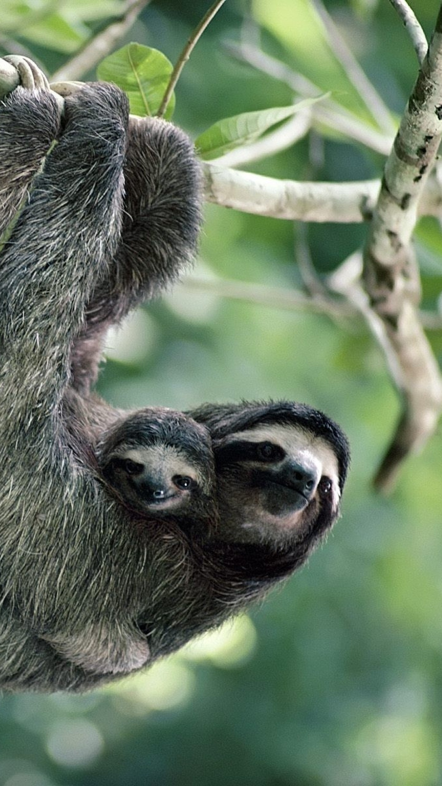 Cute Sloth Wallpaper Vertebrate Three Toed Terrestrial