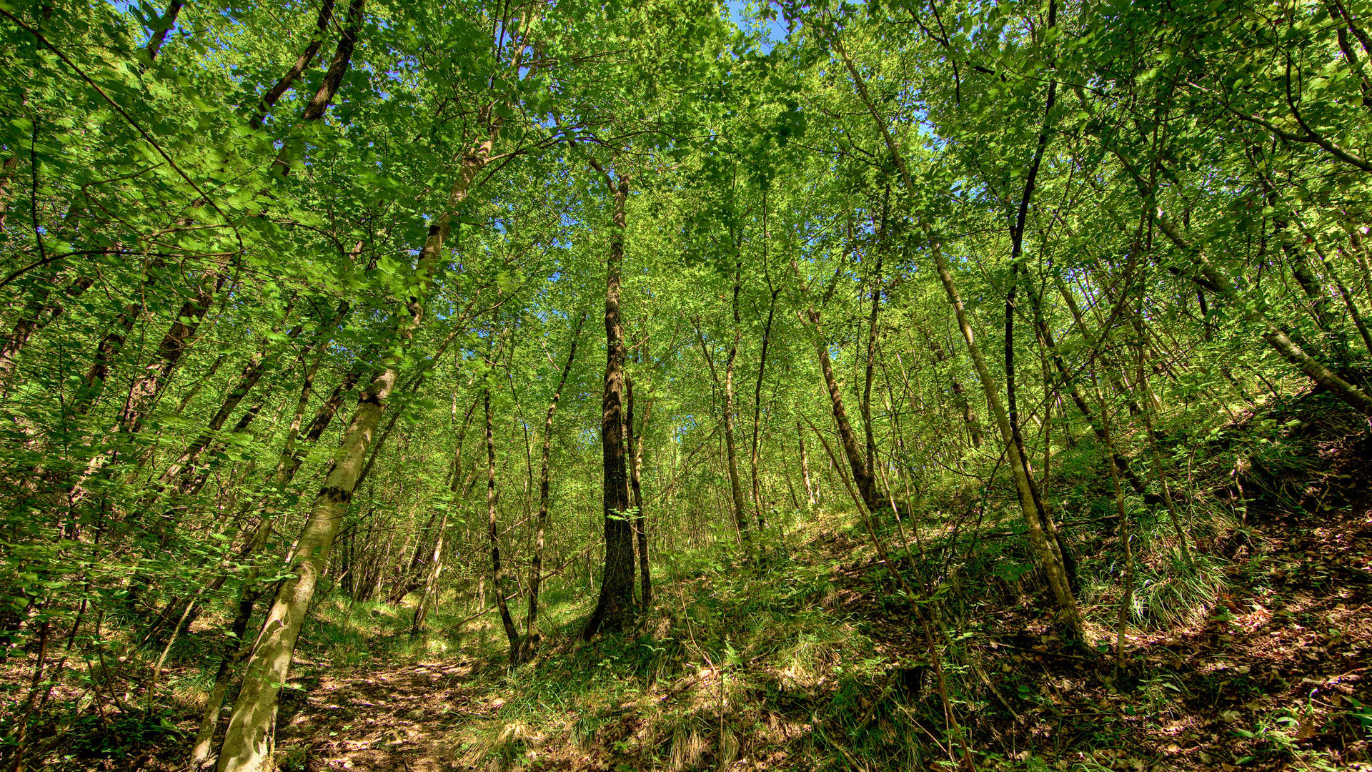 Nature Wallpaper