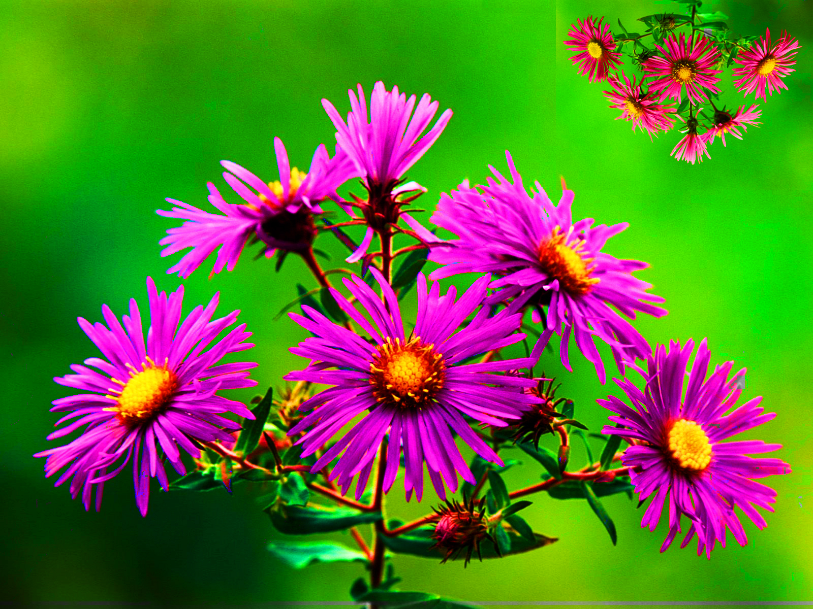 New England Asters Nature Flowers Wallpaper S