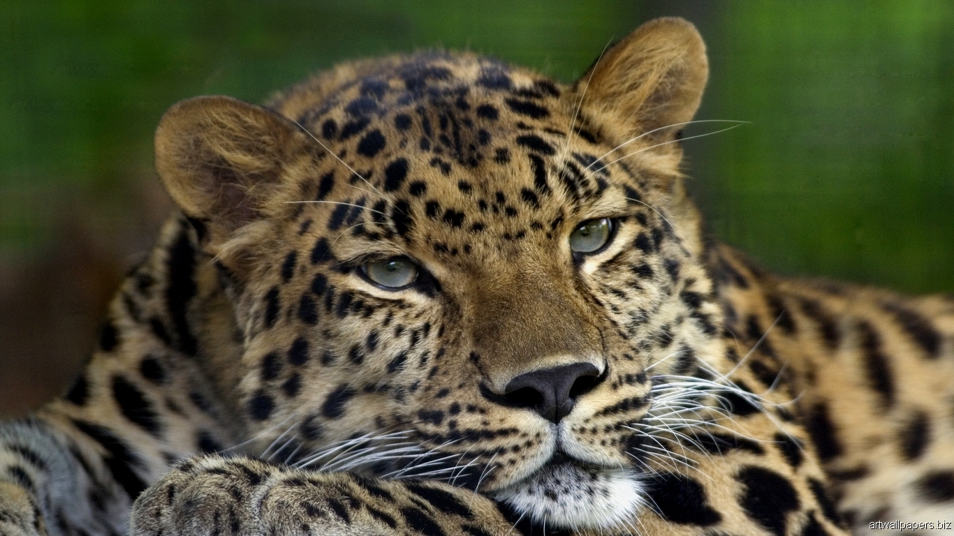 Wild Cats Walllpapers Tiger Lion Jaguar Wallpaper