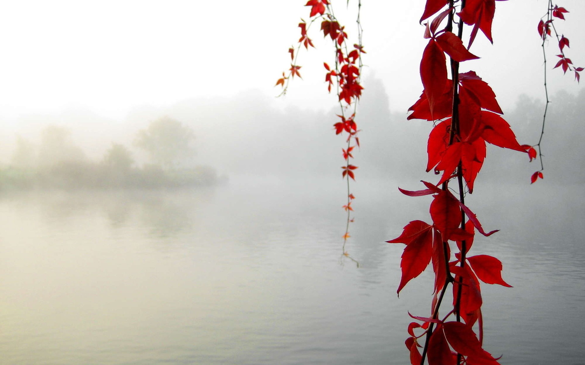 Nature Red Leaves Fog Hanging Vines Wallpaper