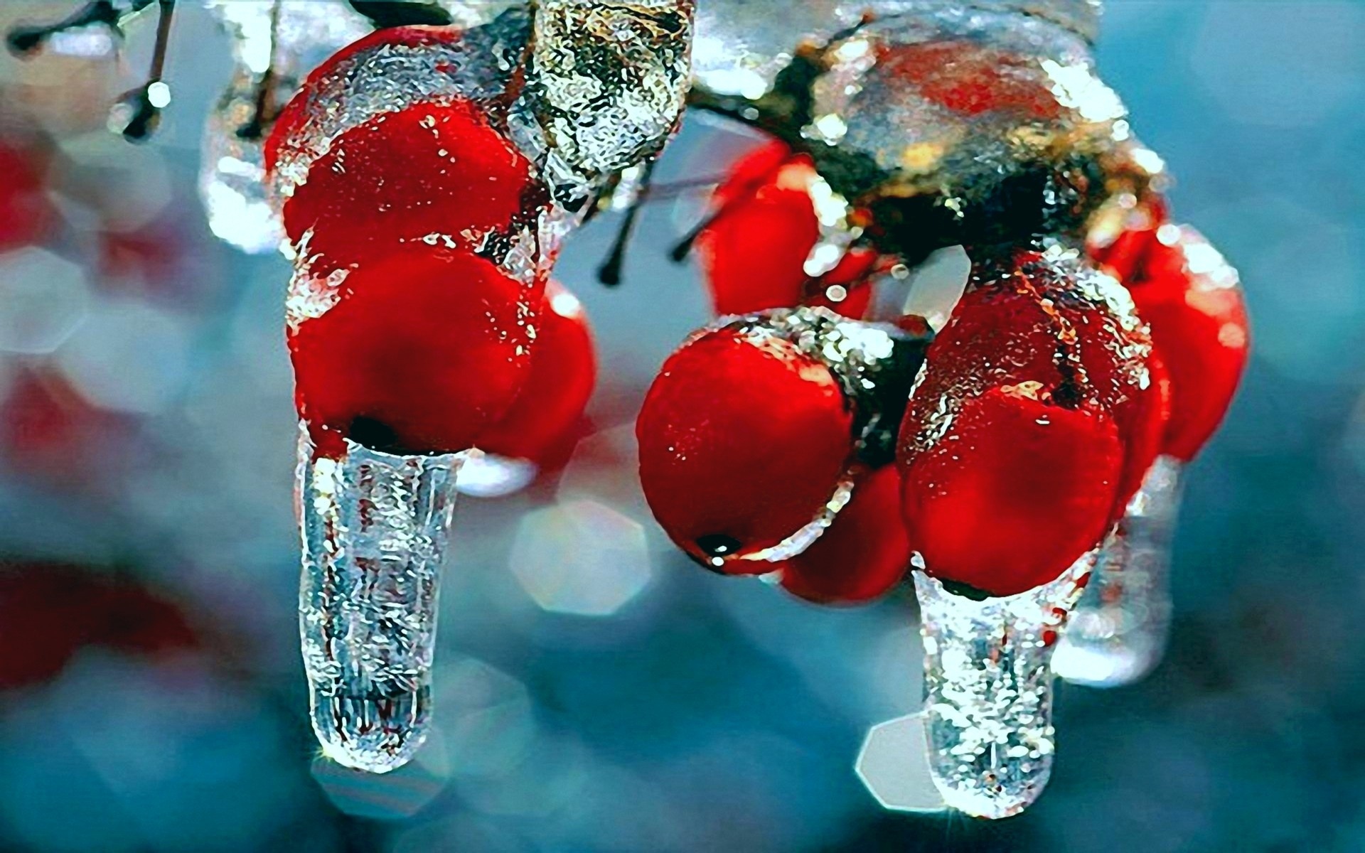 Snow Frost Red Berries Fruits Rosehips Icicles Wallpaper Background